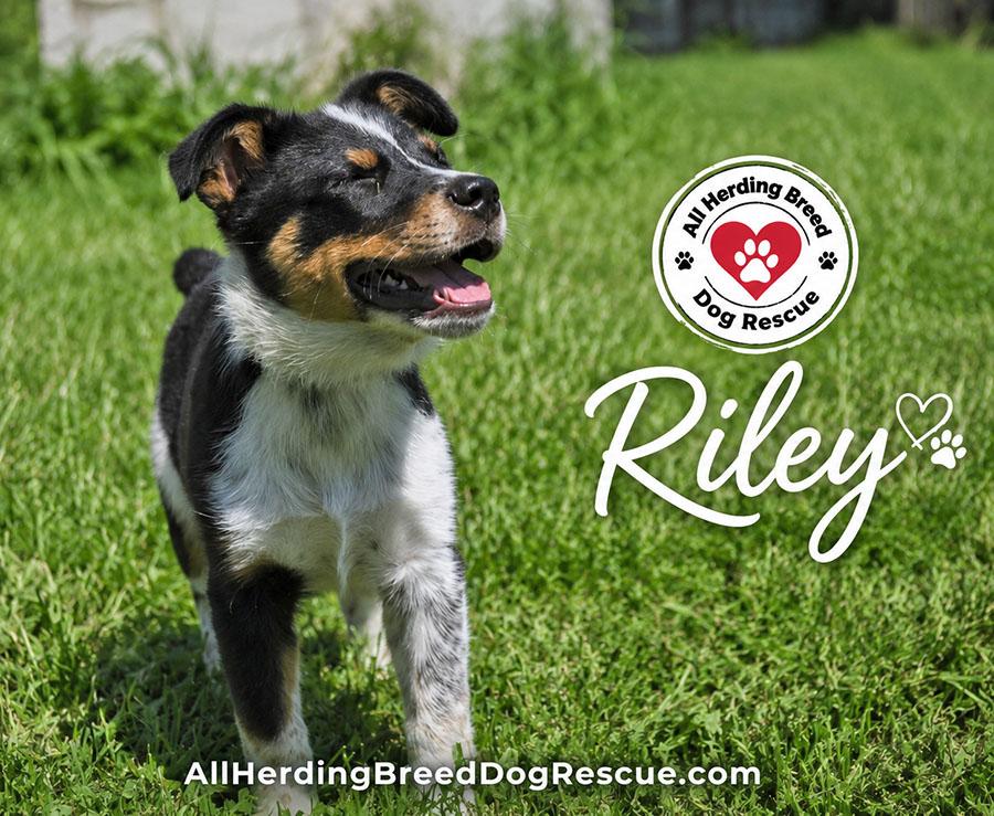 Riley, a ADOPTABLE mixed breed in Joliet, IL image 2/4