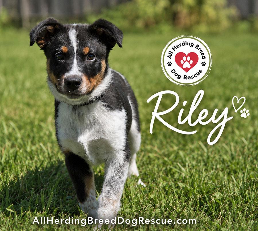 Riley, ADOPTABLE, Puppy Male Cattle Dog & Australian Shepherd.