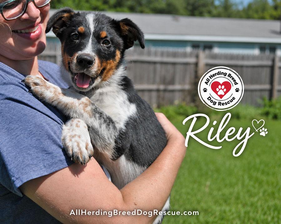 Riley, a ADOPTABLE mixed breed in Joliet, IL image 4/4