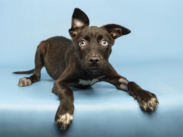 Enlarge ROSE, a Adoptable mixed breed in Phoenix, AZ image 1/1