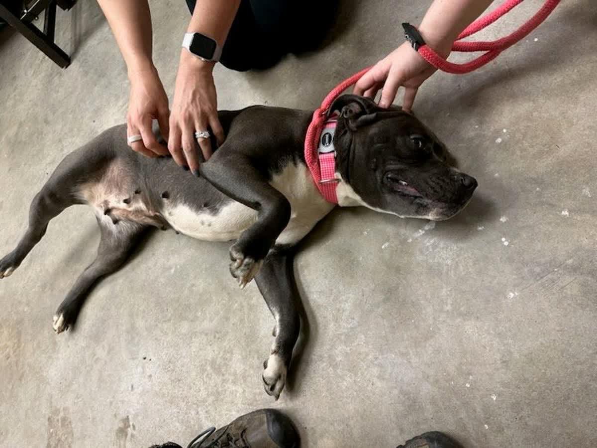 Enlarge Lucy, an adopted mixed breed in North Augusta, SC image 3/4