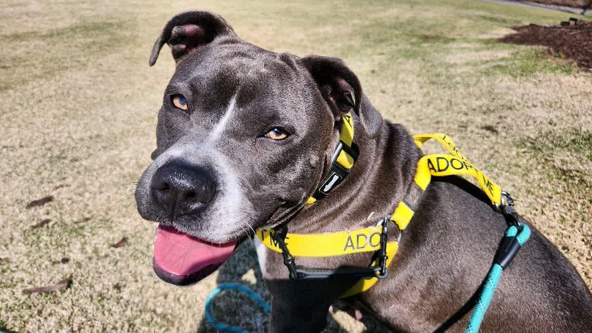 Enlarge Lucy, an adopted mixed breed in North Augusta, SC image 2/4