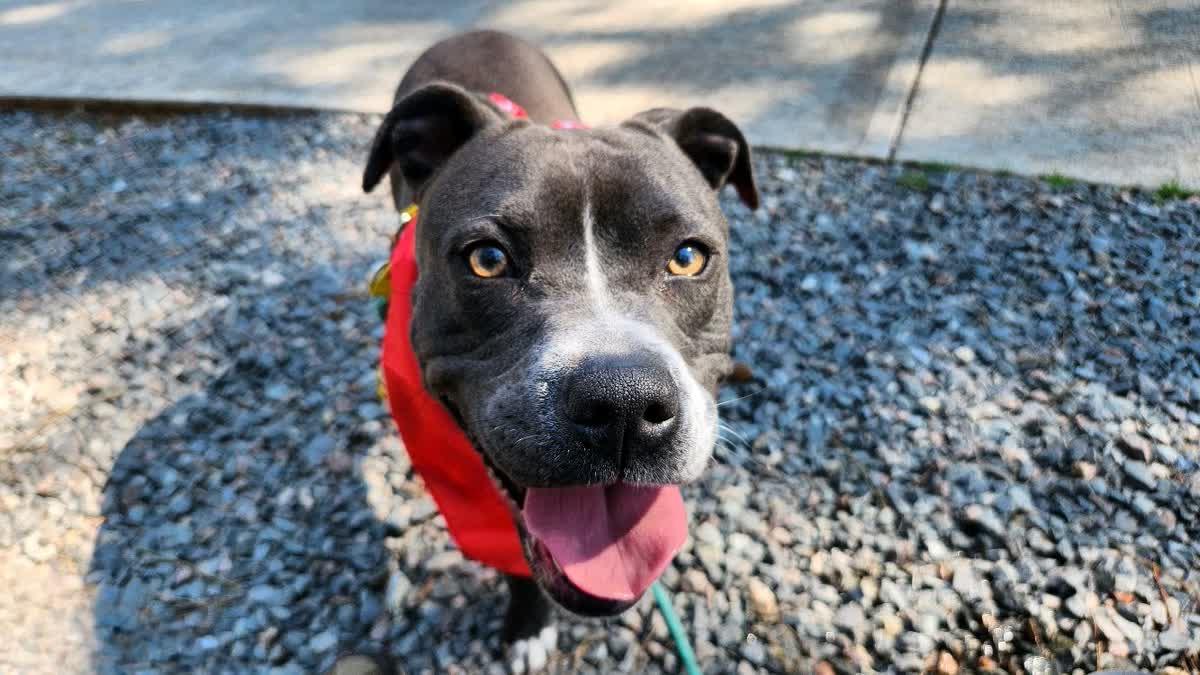 Lucy, ADOPTABLE, Young Female Bulldog.