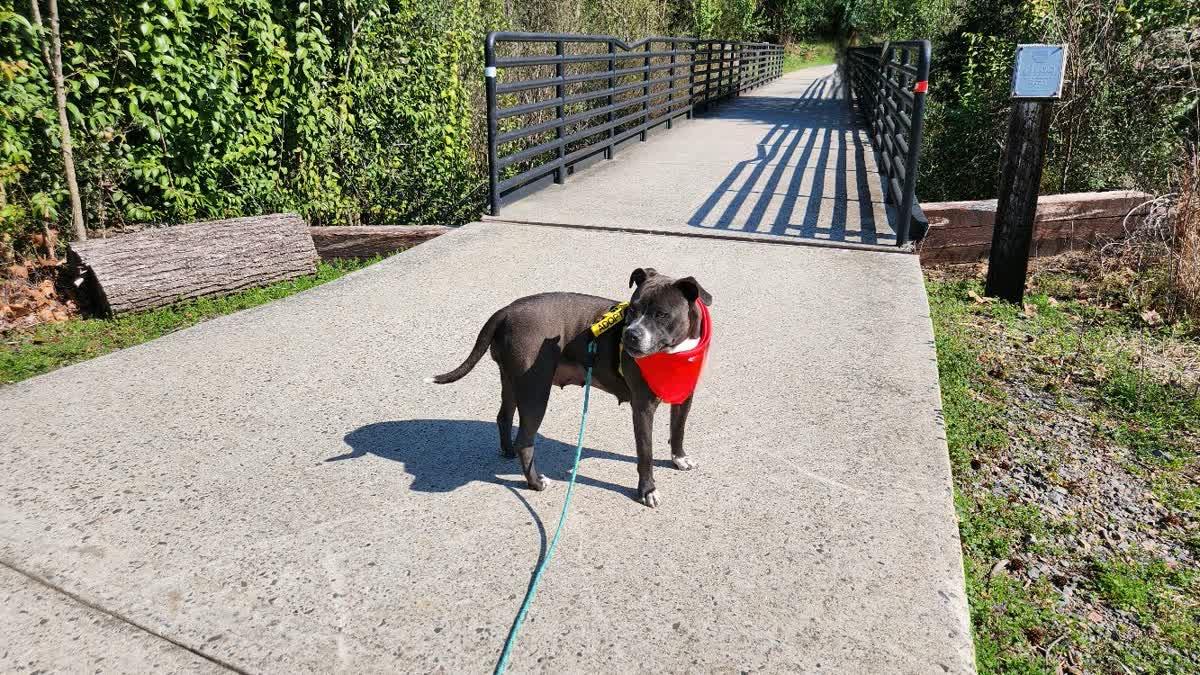 Enlarge Lucy, an adopted mixed breed in North Augusta, SC image 4/4
