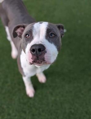 Gina **Courtesy Post. Out of town pet. See below for details**
