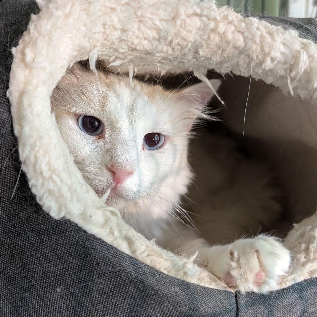 Enlarge Colonel Mustard, a Adoptable Domestic Long Hair in McKean, PA image 1/6
