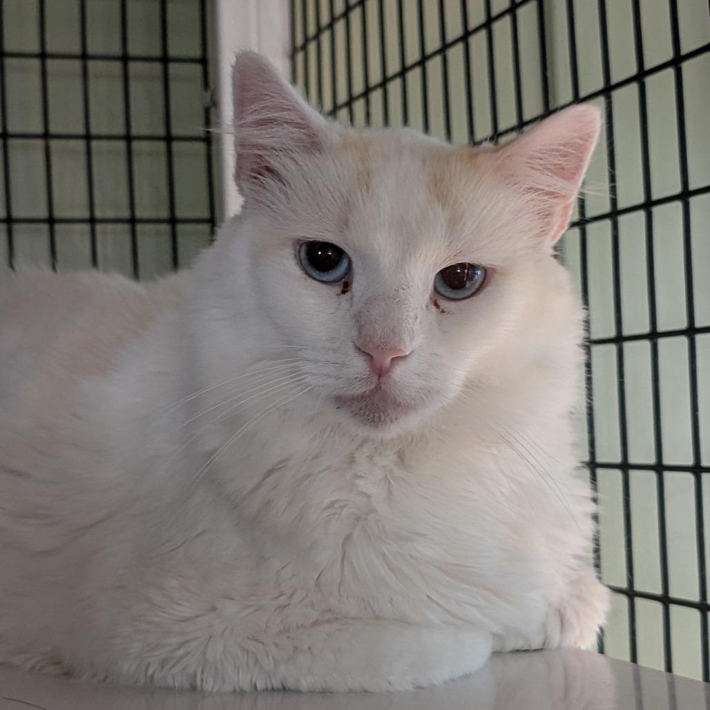 Enlarge Colonel Mustard, a Adoptable Domestic Long Hair in McKean, PA image 2/6