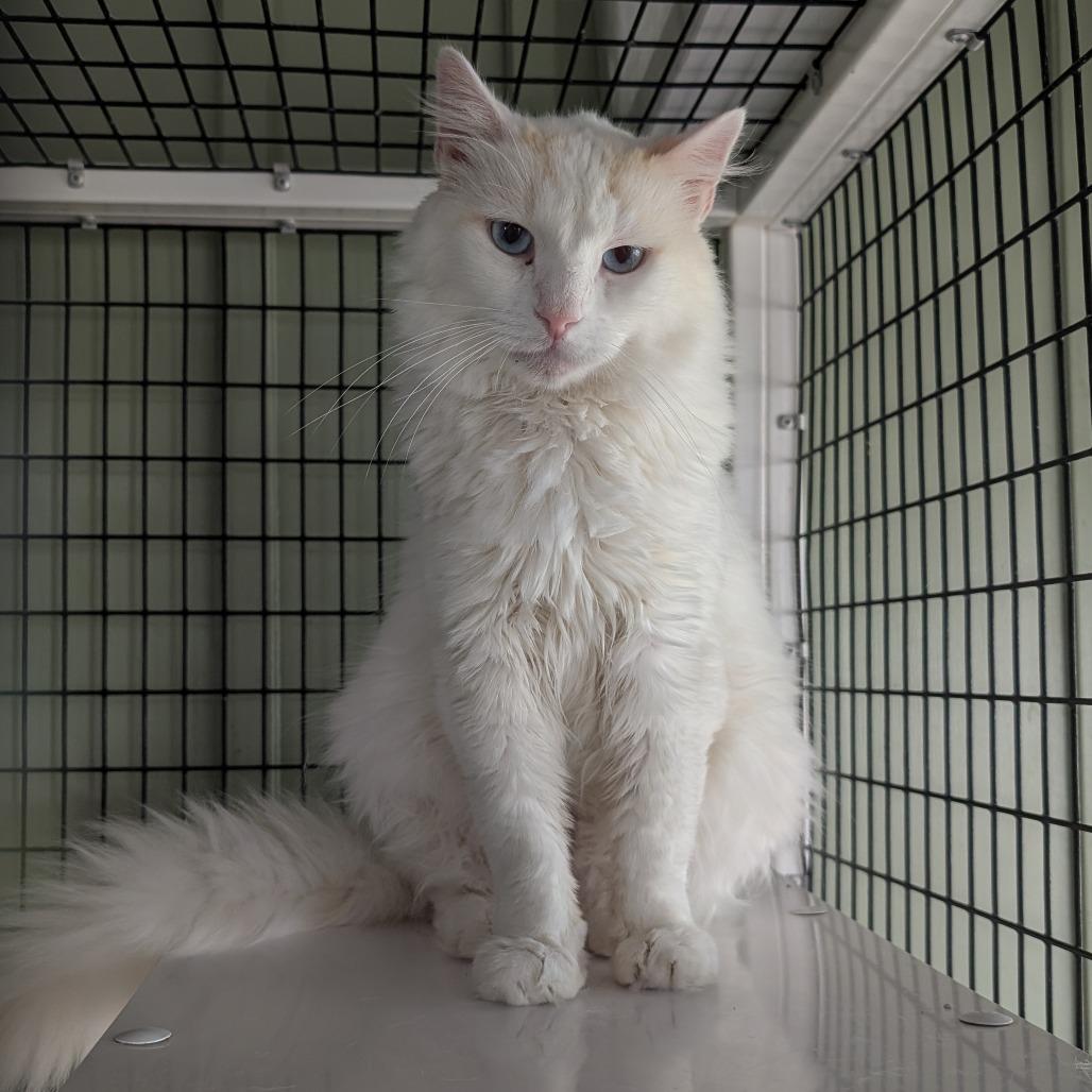 Enlarge Colonel Mustard, a Adoptable Domestic Long Hair in McKean, PA image 3/6