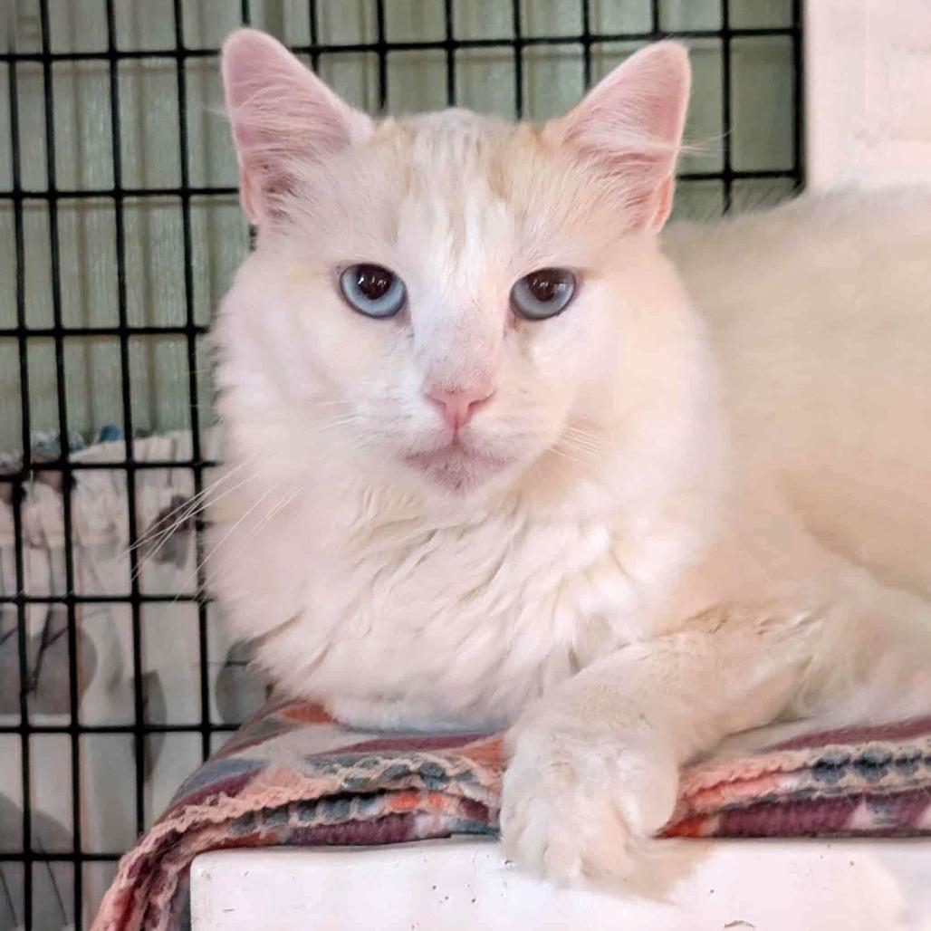 Enlarge Colonel Mustard, a Adoptable Domestic Long Hair in McKean, PA image 4/6
