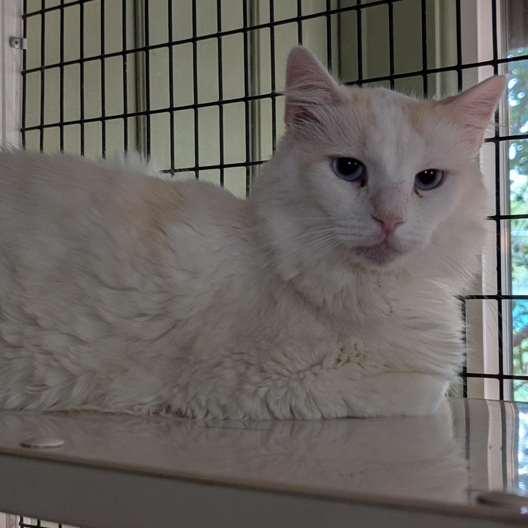 Enlarge Colonel Mustard, a Adoptable Domestic Long Hair in McKean, PA image 5/6