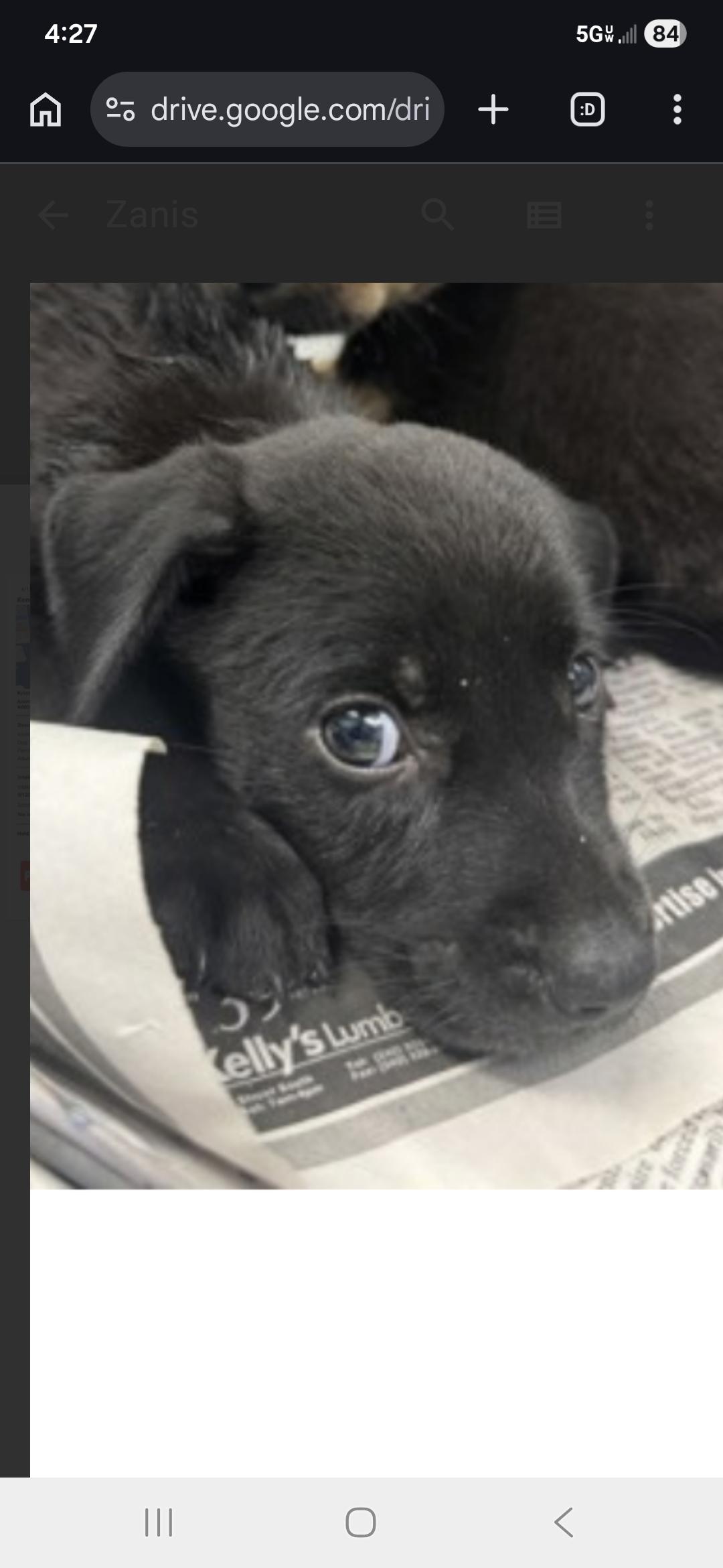 Enlarge Kristina , an adopted mixed breed in New York, NY image 2/6