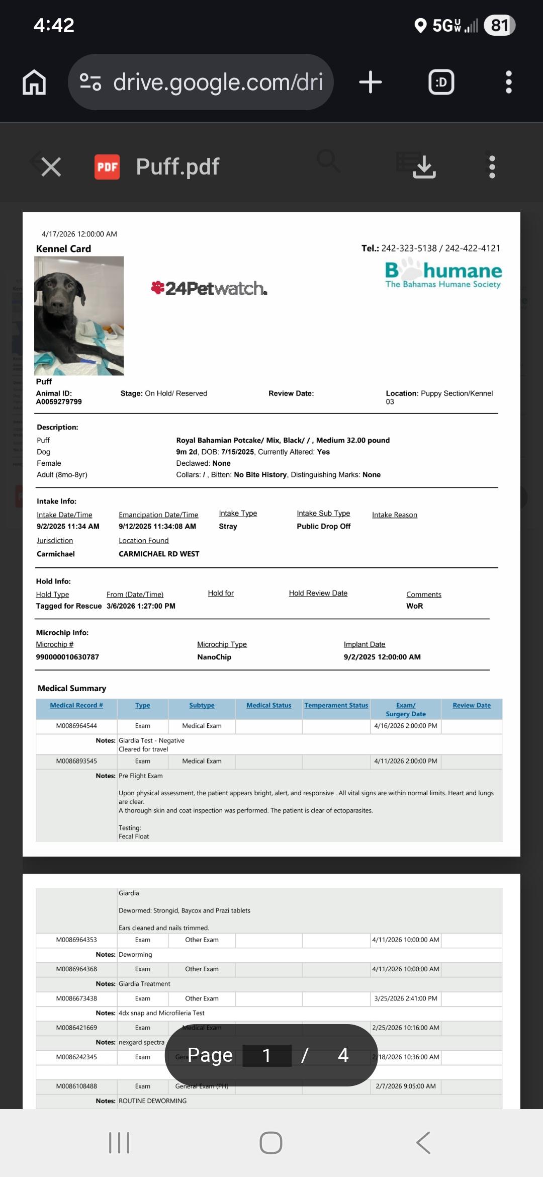 Enlarge Kristina , an adopted mixed breed in New York, NY image 4/6