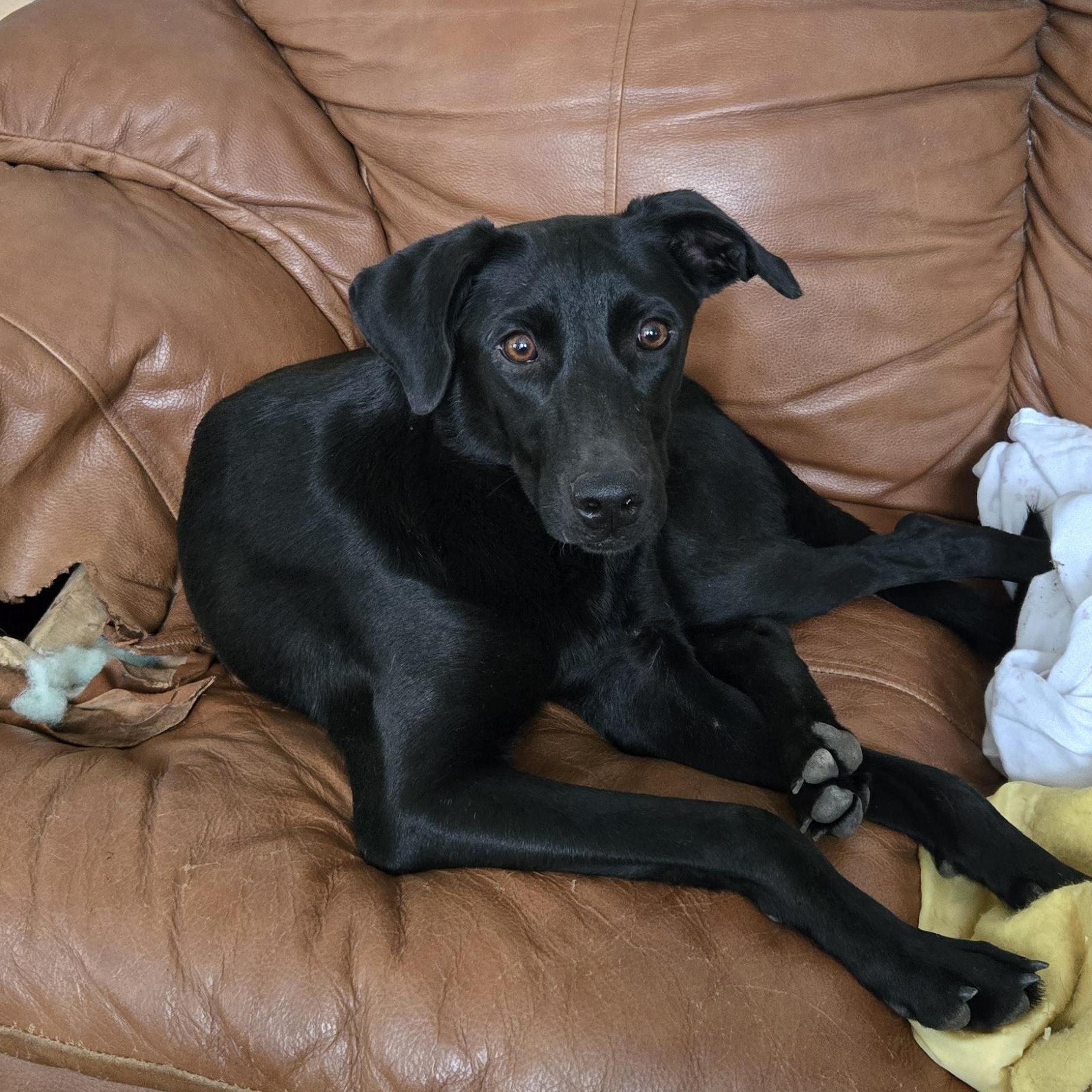 Kristina , adopted, Young Female Black Labrador Retriever.