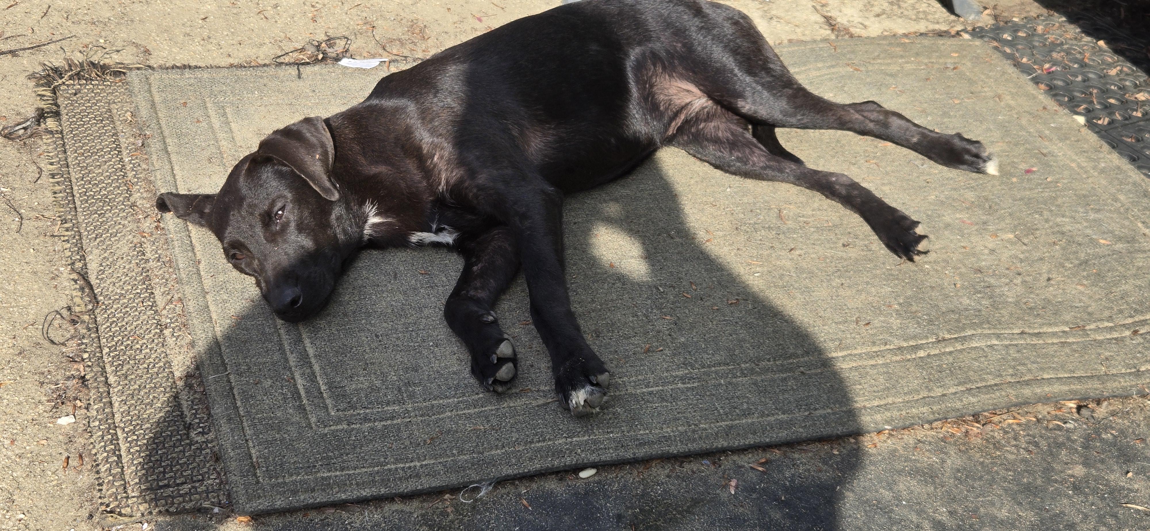 Enlarge Kristina , an adopted mixed breed in New York, NY image 5/6