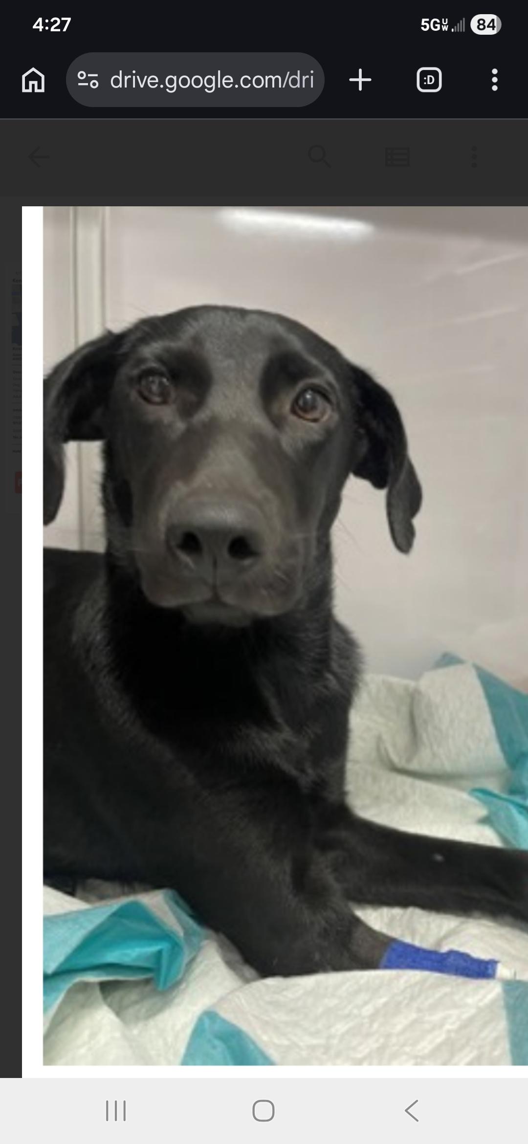 Enlarge Kristina , an adopted mixed breed in New York, NY image 3/6