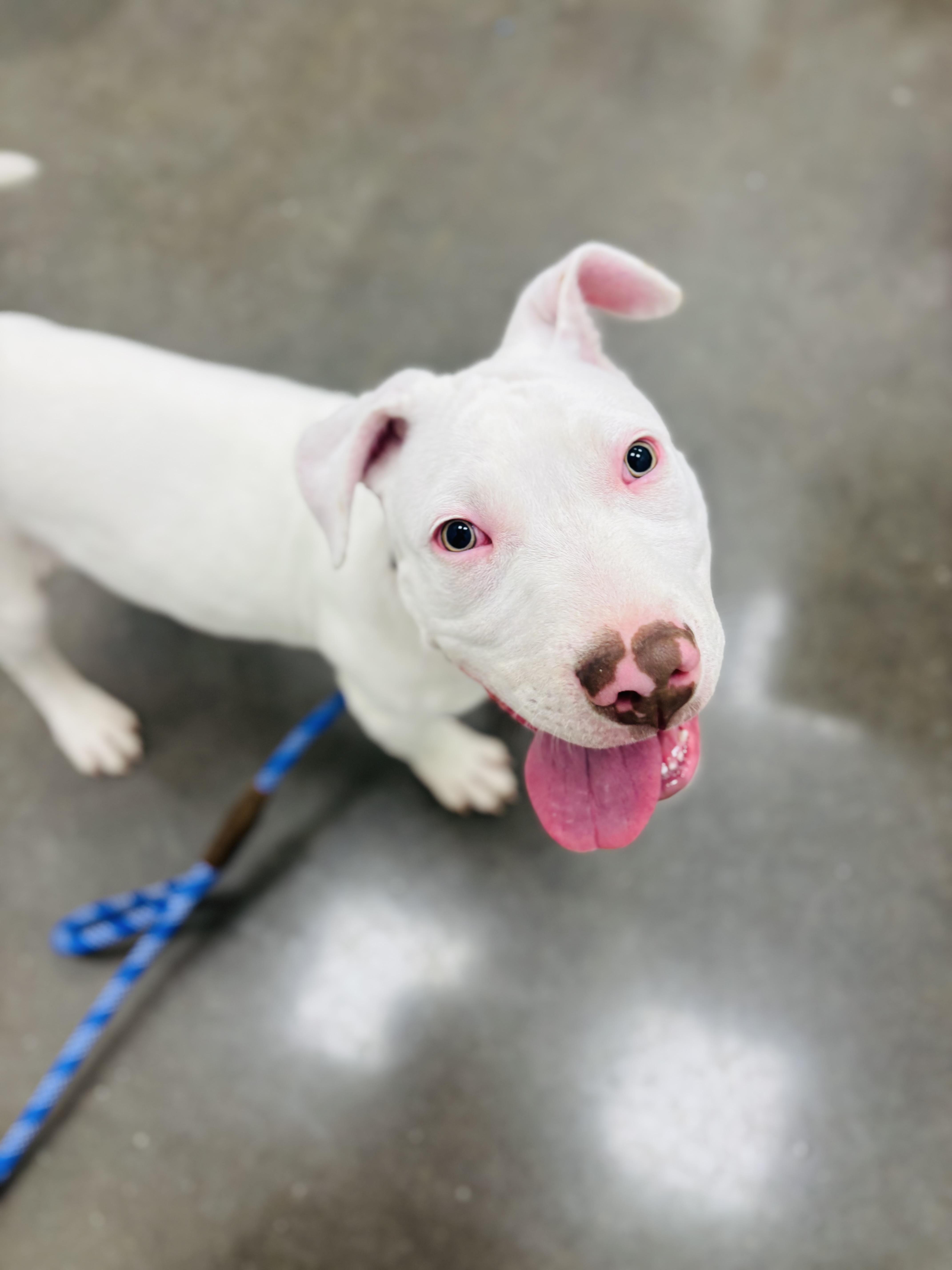 Enlarge Murphy , an adopted mixed breed in Rogers, AR image 2/3