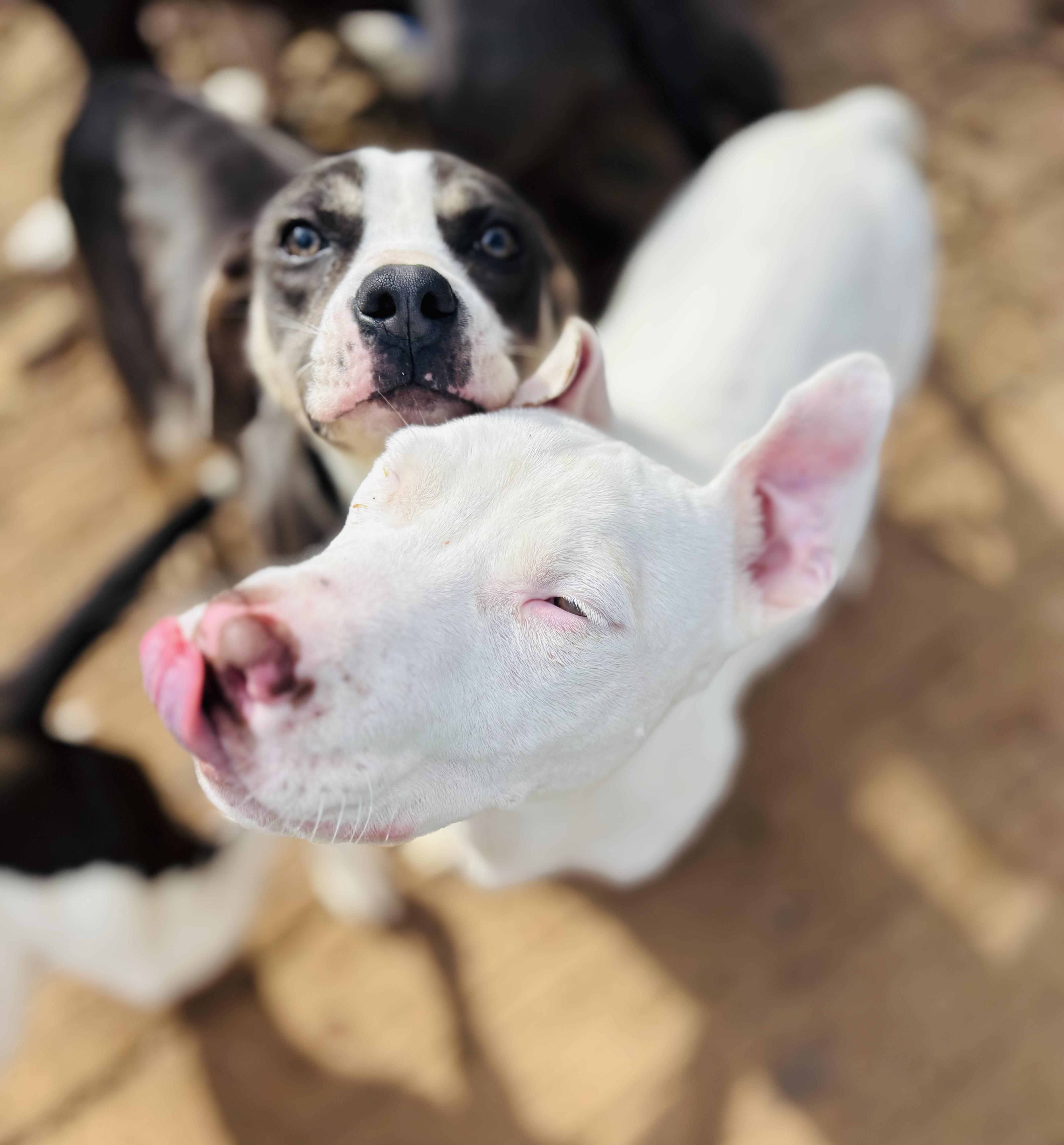 Enlarge Murphy , an adopted mixed breed in Rogers, AR image 3/3