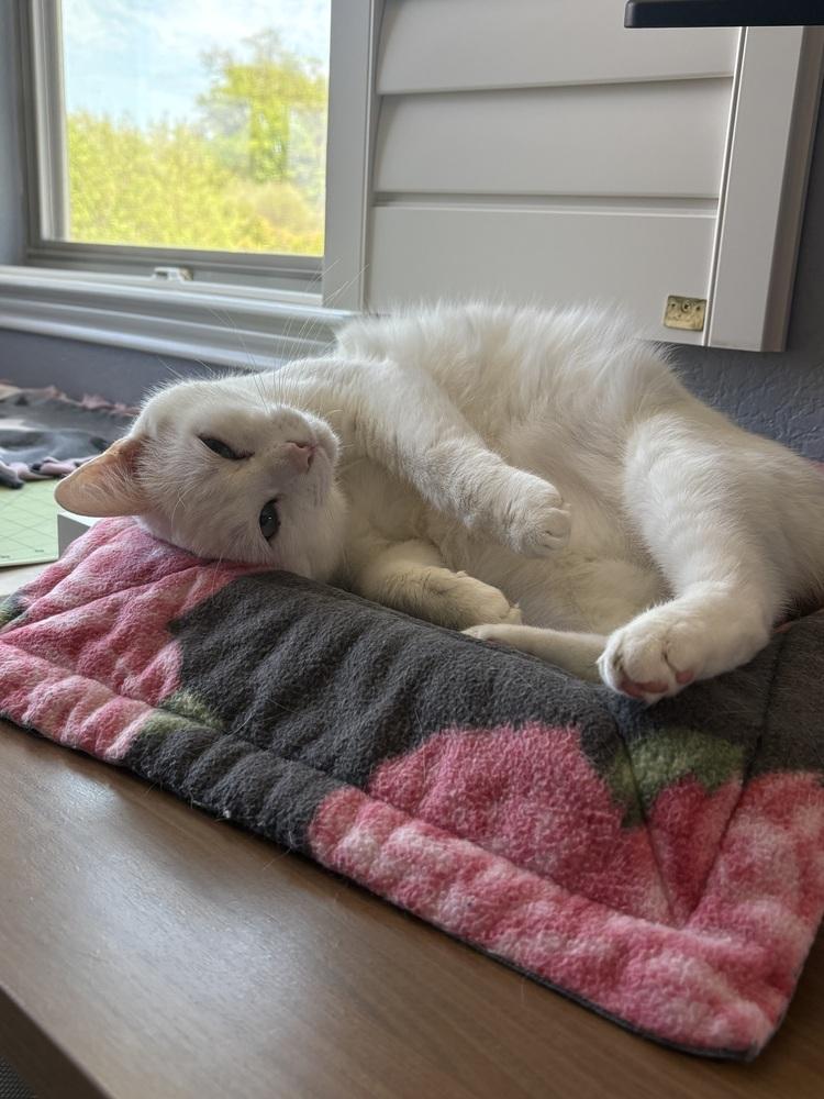 Enlarge Sir Wellington, a Adoptable mixed breed in Austin, TX image 2/4