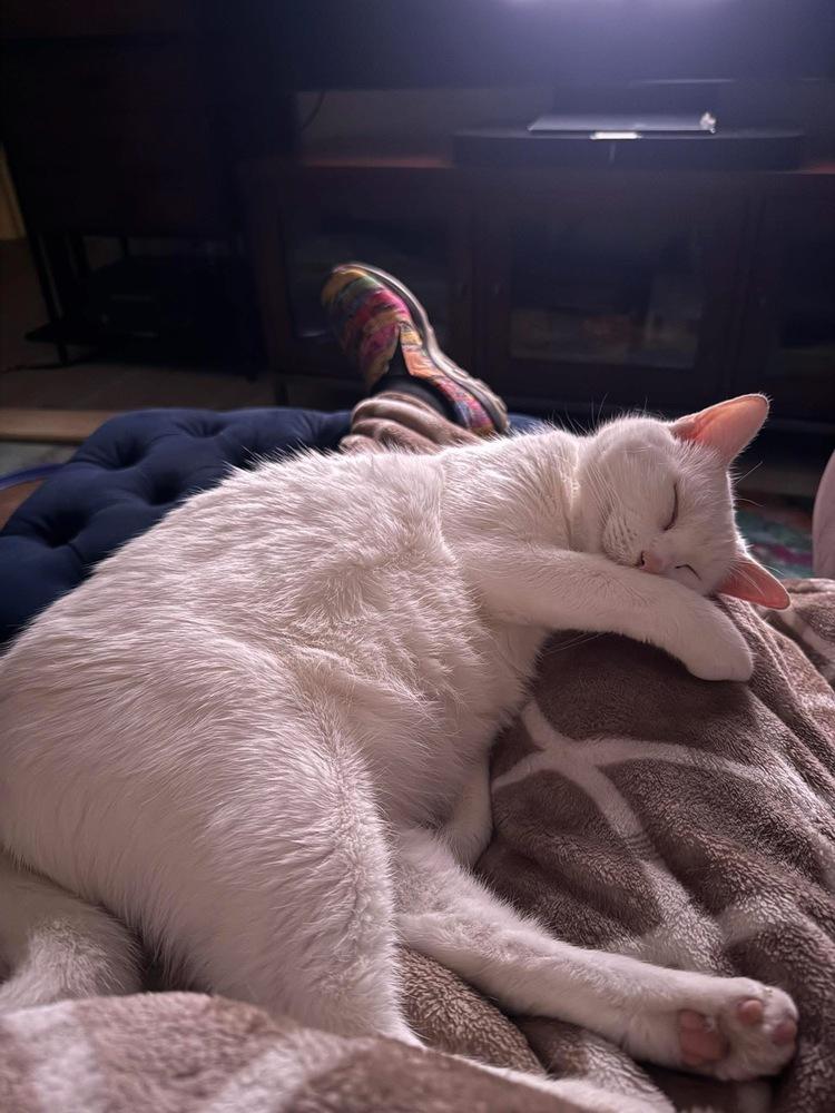 Sir Wellington, Adoptable, Adult Male Domestic Short Hair.