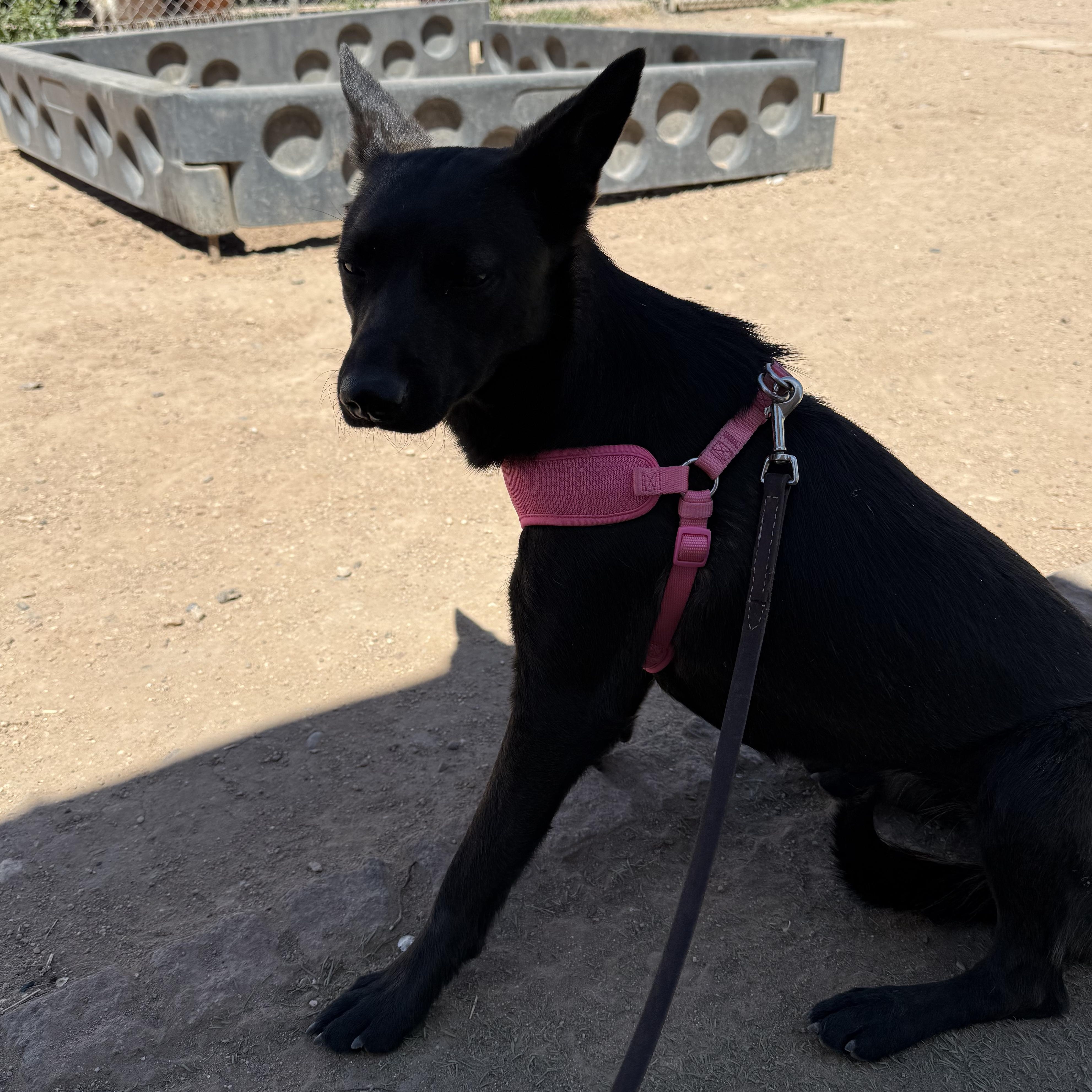 Enlarge Trixie, a Adoptable mixed breed in Albuquerque, NM image 4/6