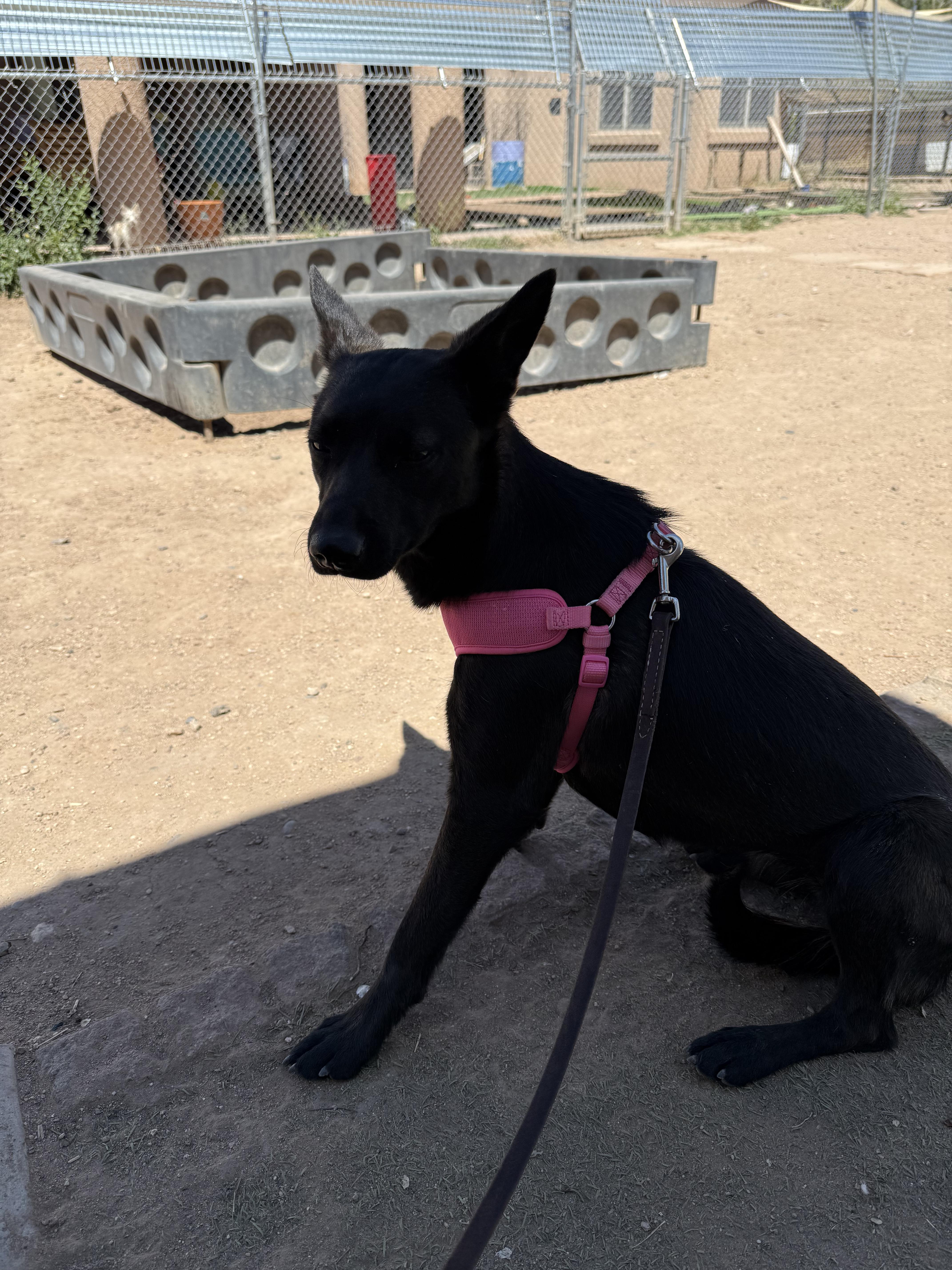 Trixie, a Adoptable mixed breed in Albuquerque, NM image 4/6