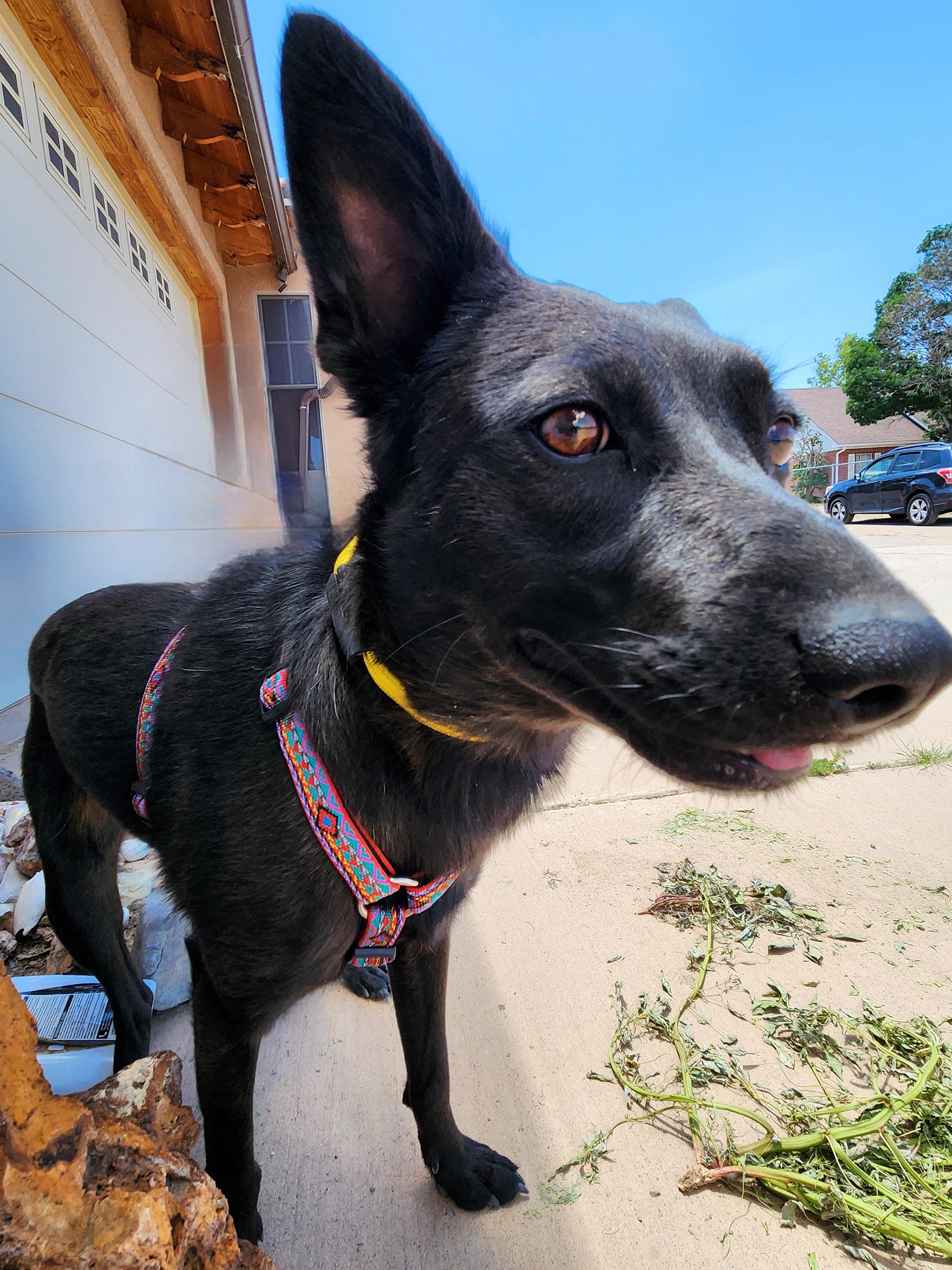 Trixie, a Adoptable mixed breed in Albuquerque, NM image 2/6