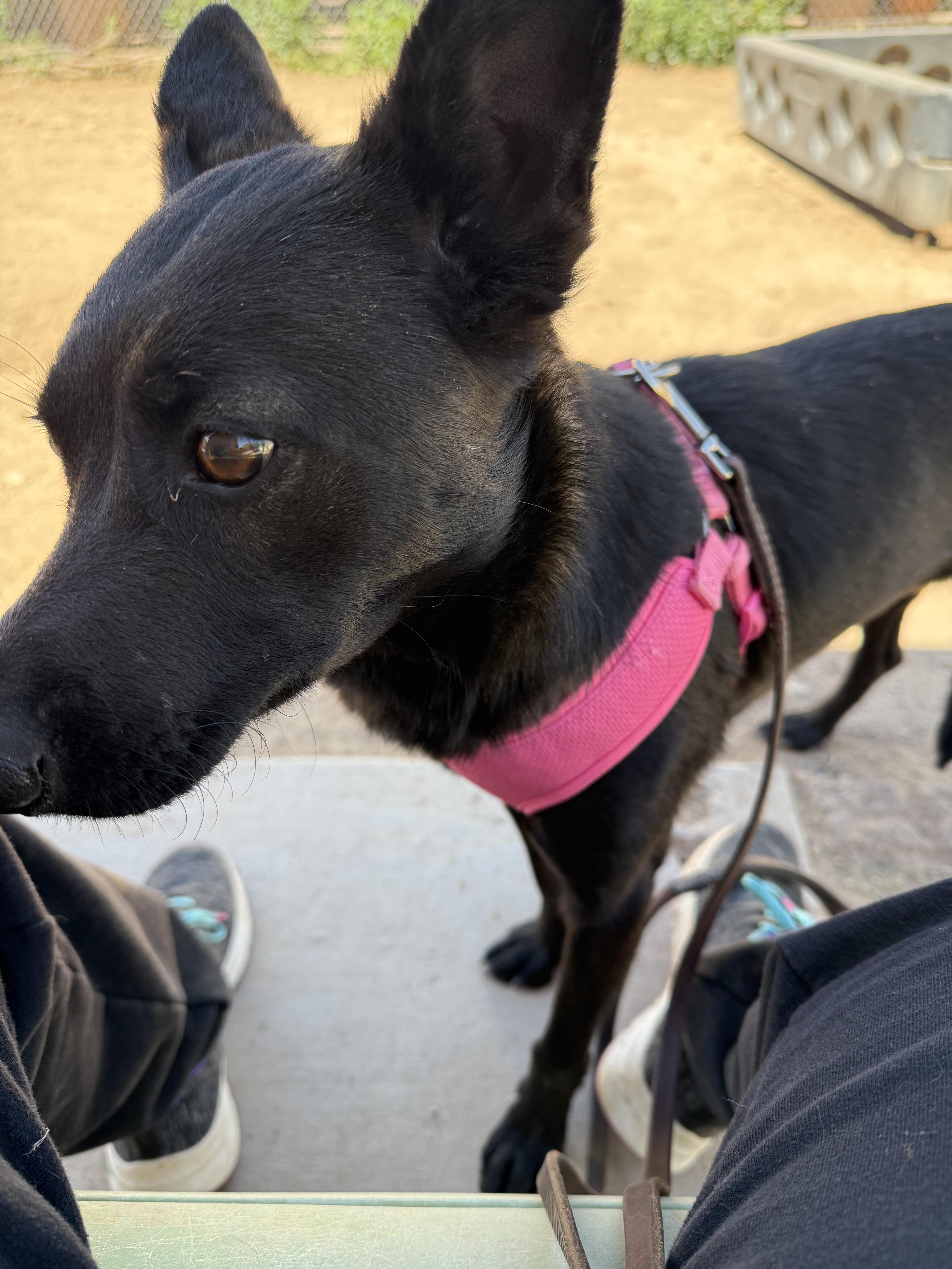 Trixie, a Adoptable mixed breed in Albuquerque, NM image 3/6