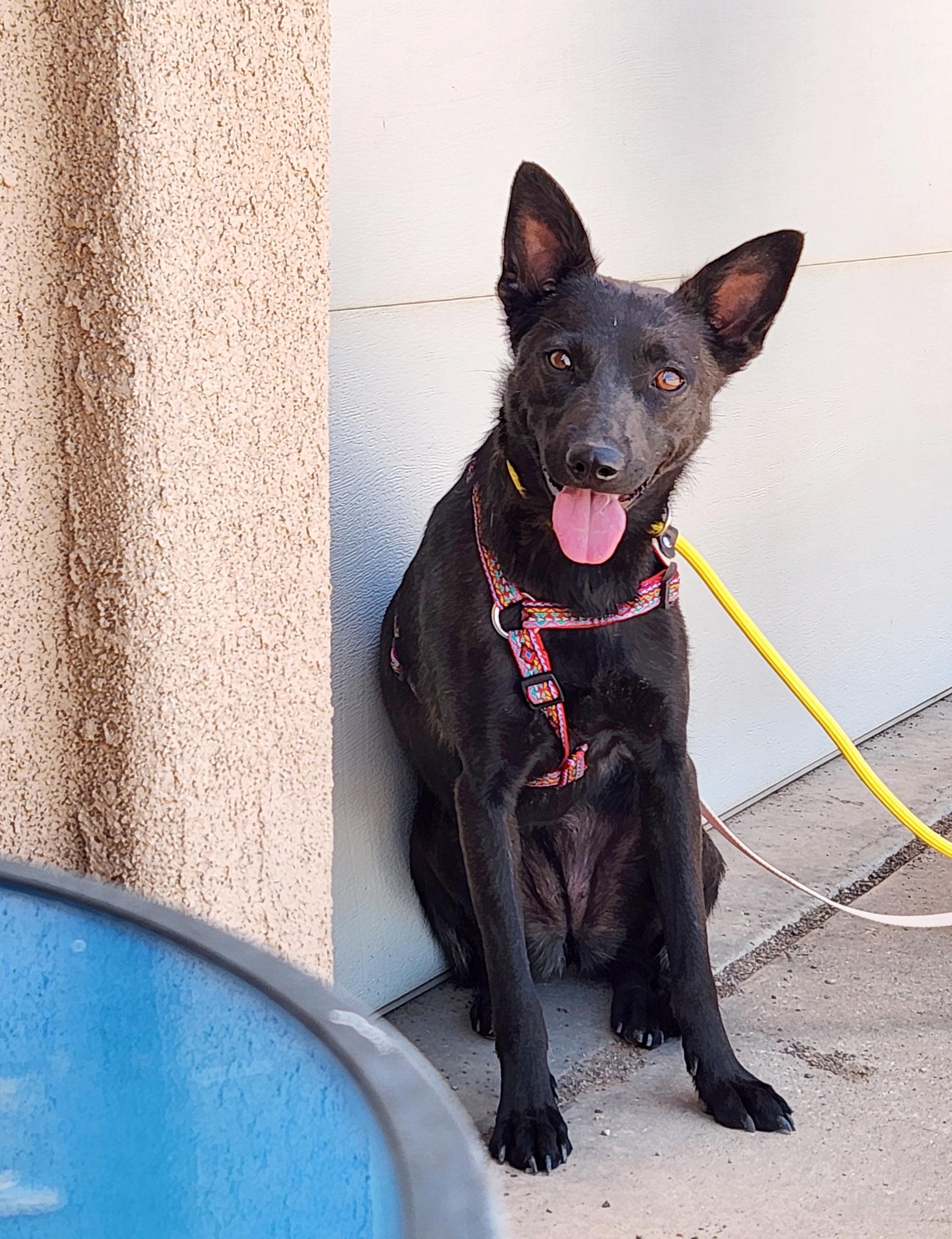 Trixie, Adoptable, Adult Female Australian Kelpie.