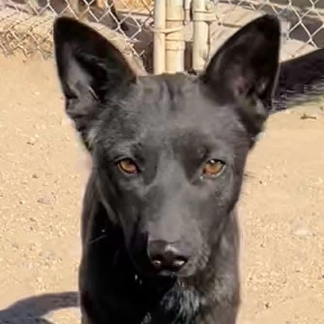 Trixie, a Adoptable mixed breed in Albuquerque, NM image 5/6