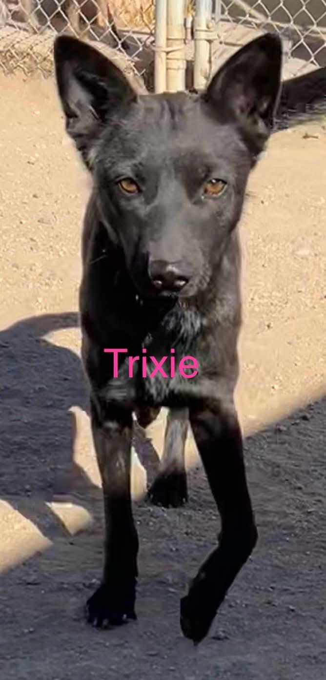 Trixie