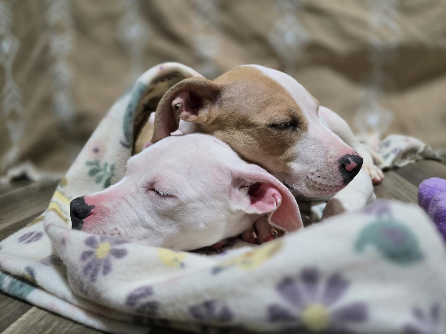 Beanie, Adoptable, Puppy Female Pit Bull Terrier & American Staffordshire Terrier.