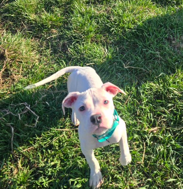 Enlarge Beanie, a Adoptable mixed breed in Troy, MI image 2/6