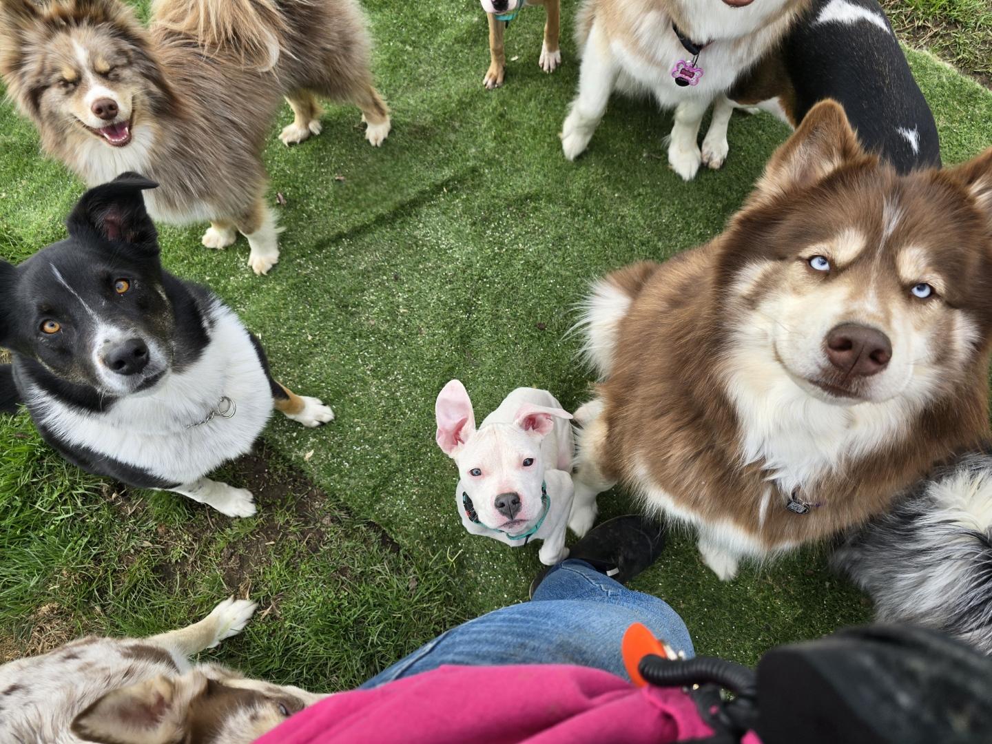 Enlarge Beanie, a Adoptable mixed breed in Troy, MI image 3/6