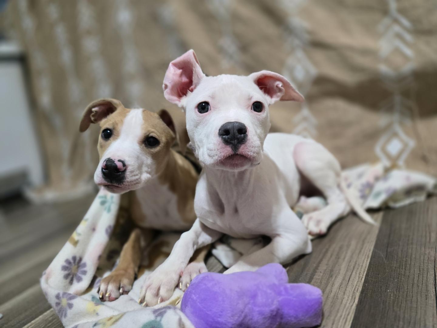 Enlarge Beanie, a Adoptable mixed breed in Troy, MI image 4/6