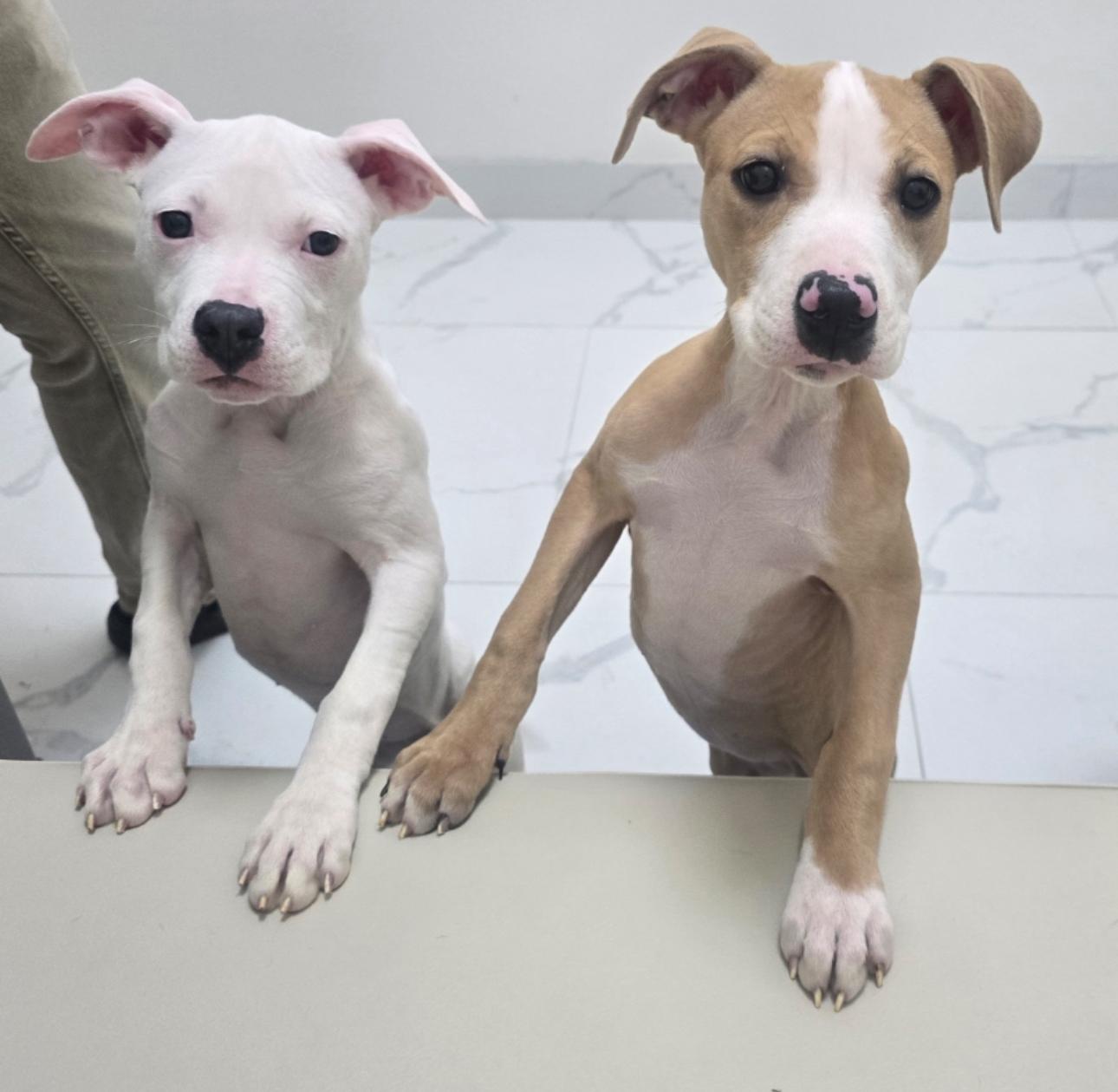 Enlarge Beanie, a Adoptable mixed breed in Troy, MI image 5/6