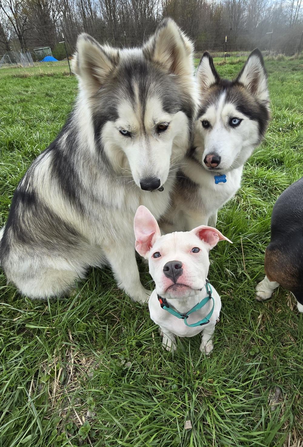 Enlarge Beanie, a Adoptable mixed breed in Troy, MI image 6/6