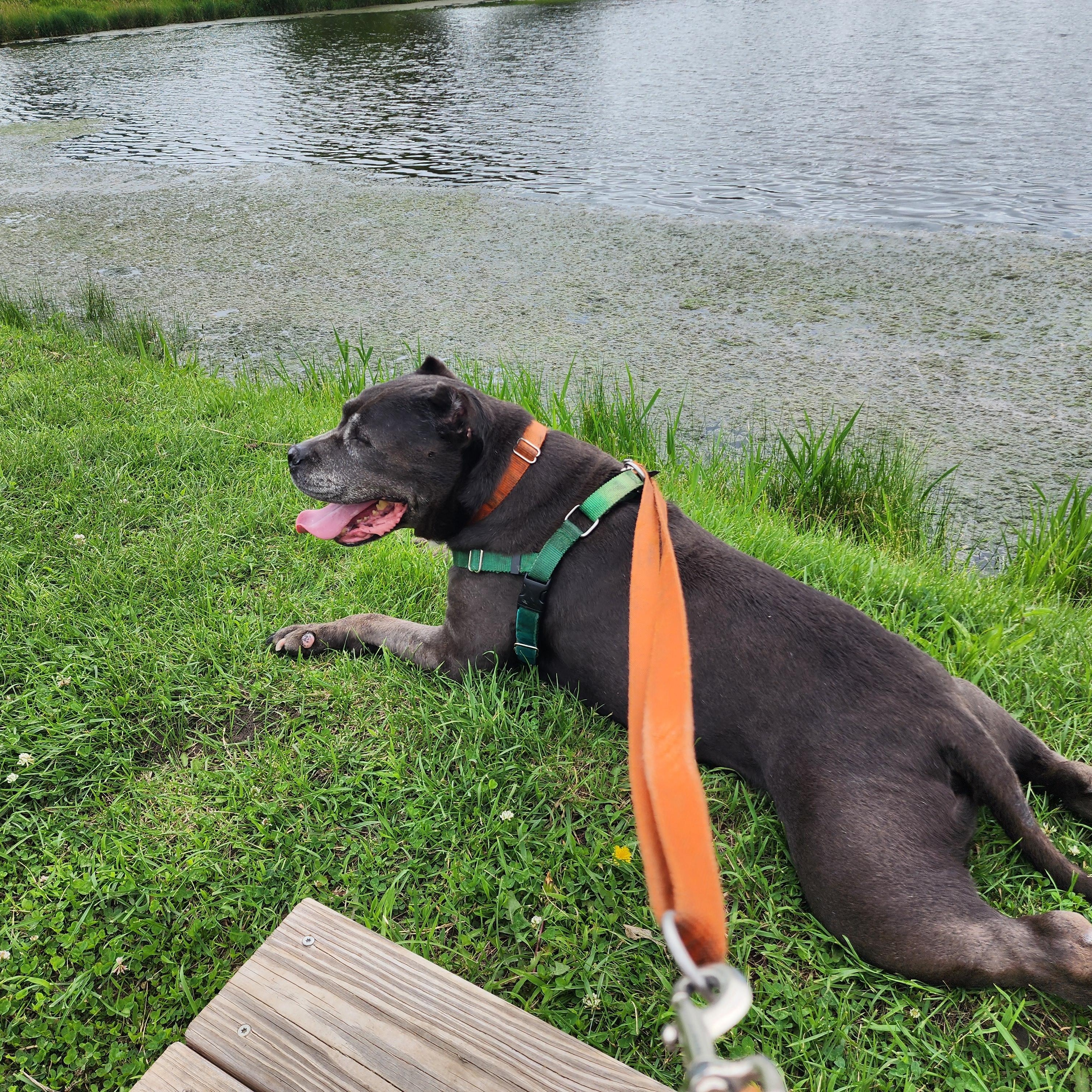 Achilles, a ADOPTABLE Pit Bull Terrier in Peotone, IL image 3/5