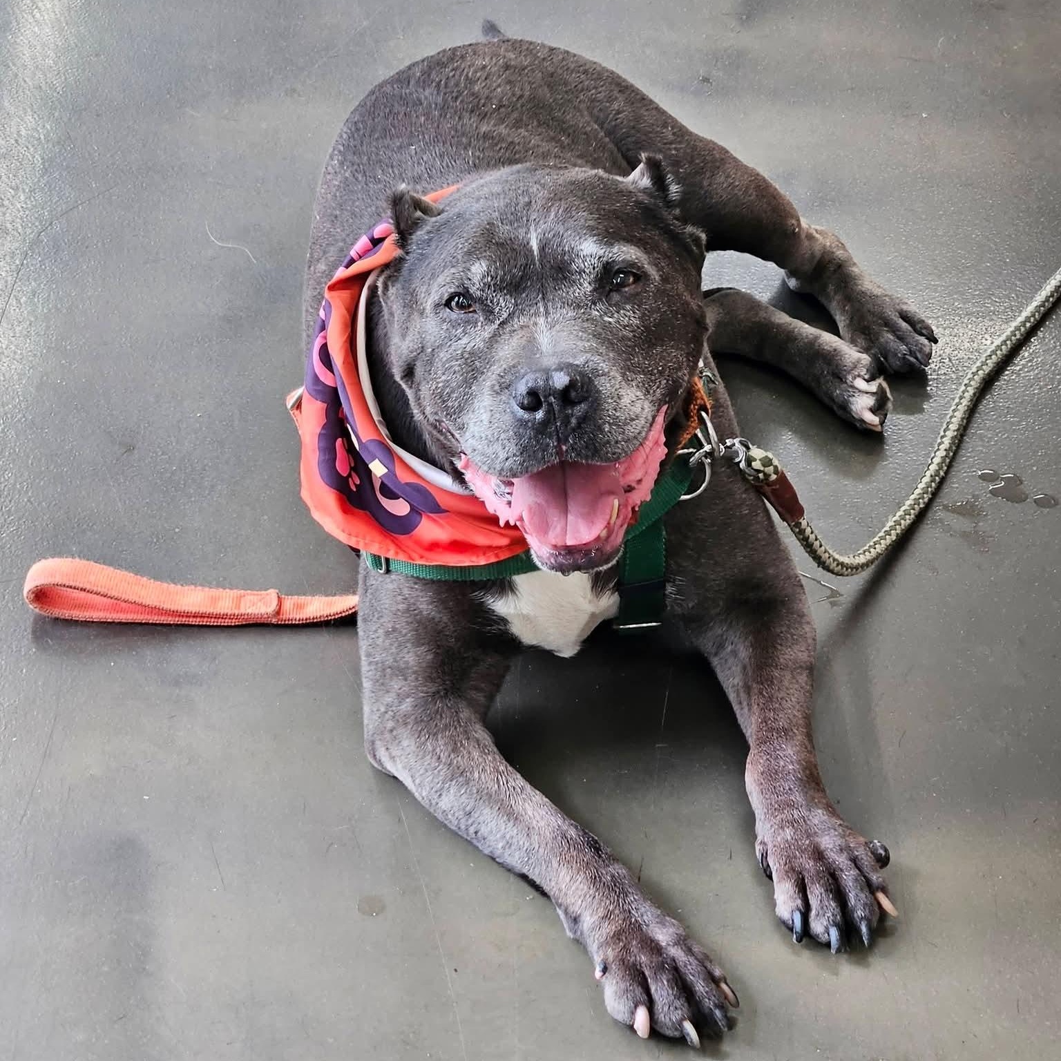 Enlarge Achilles, a ADOPTABLE Pit Bull Terrier in Peotone, IL image 2/6