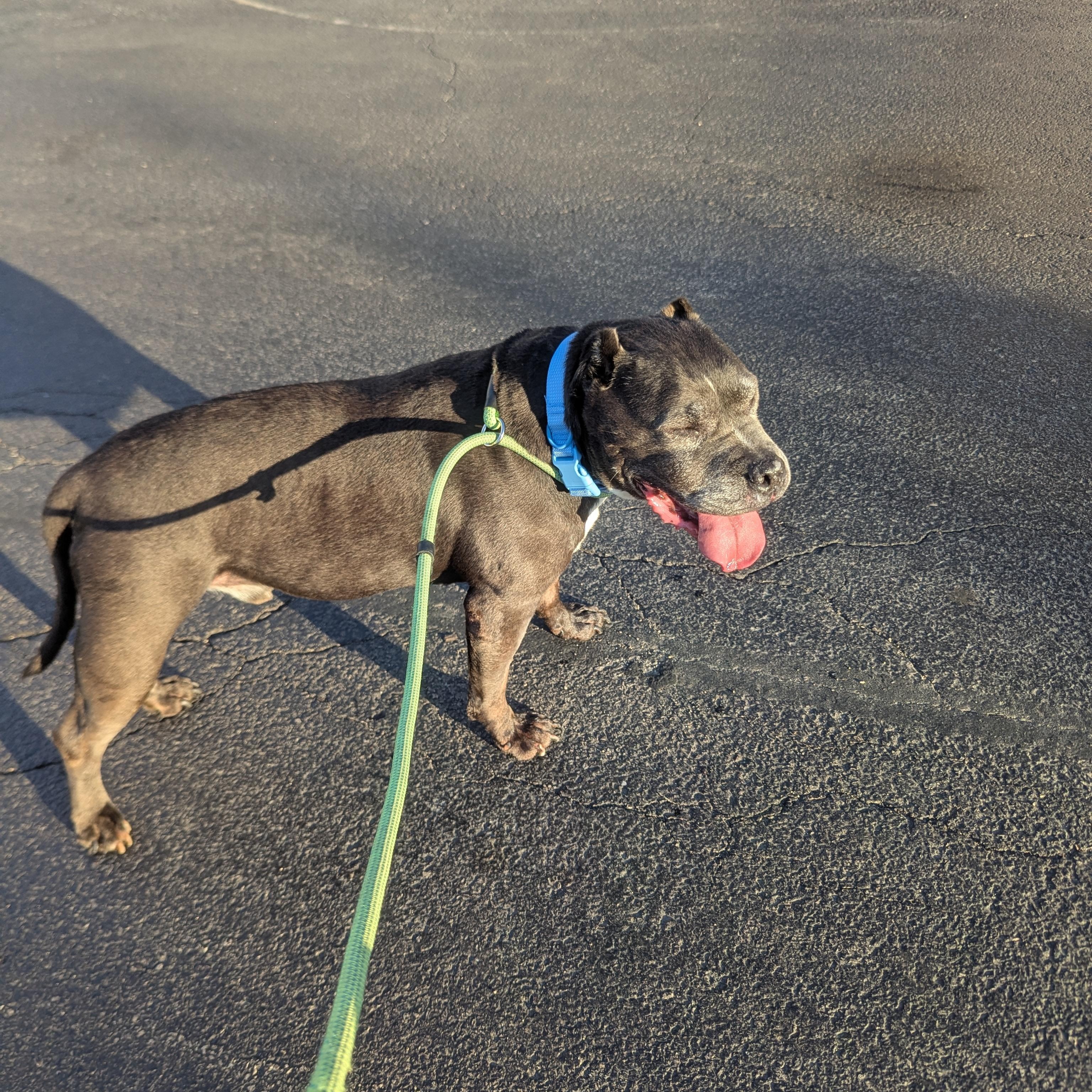 Achilles, a ADOPTABLE Pit Bull Terrier in Peotone, IL image 5/5