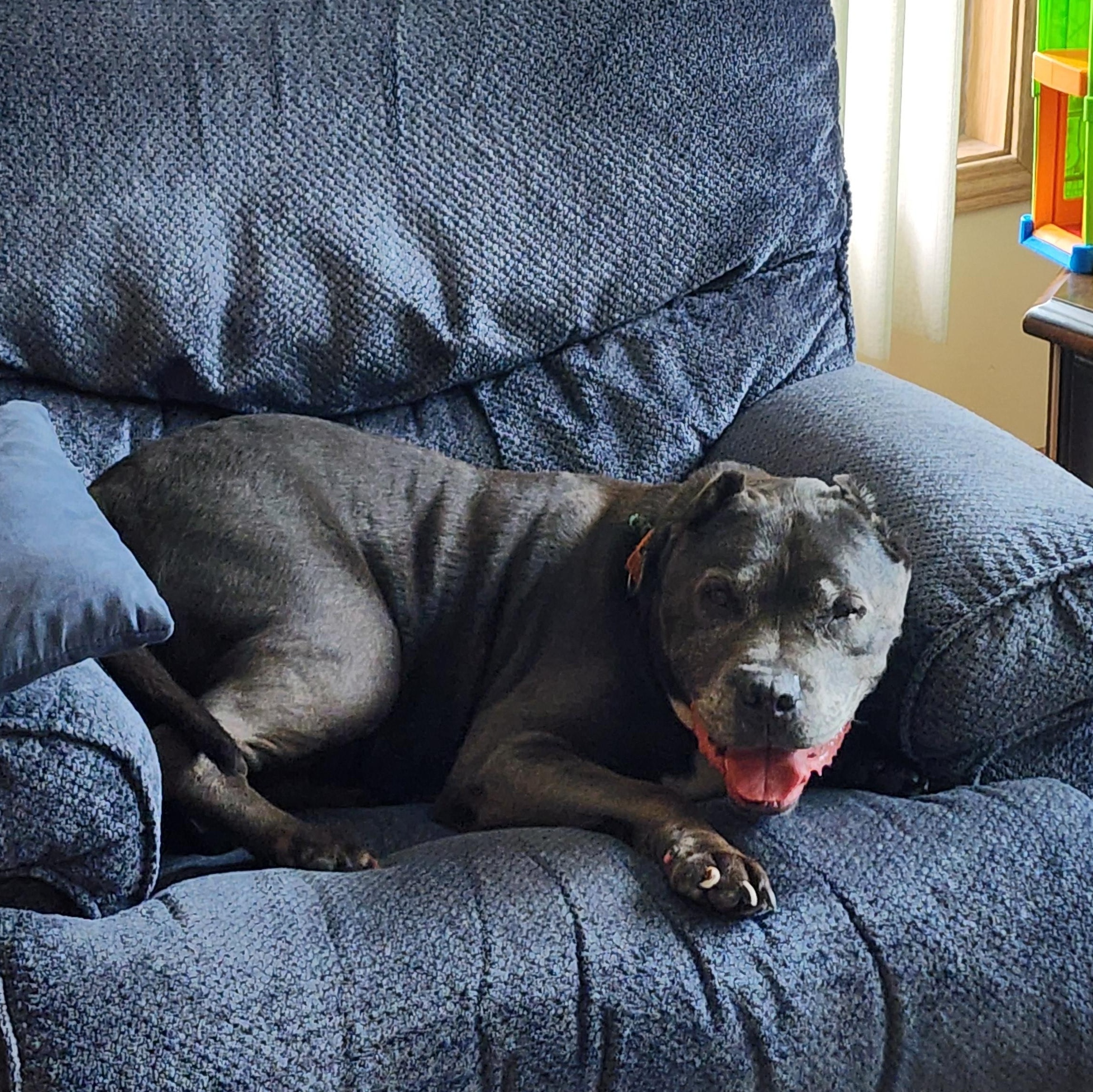 Achilles, ADOPTABLE, Senior Male Pit Bull Terrier.