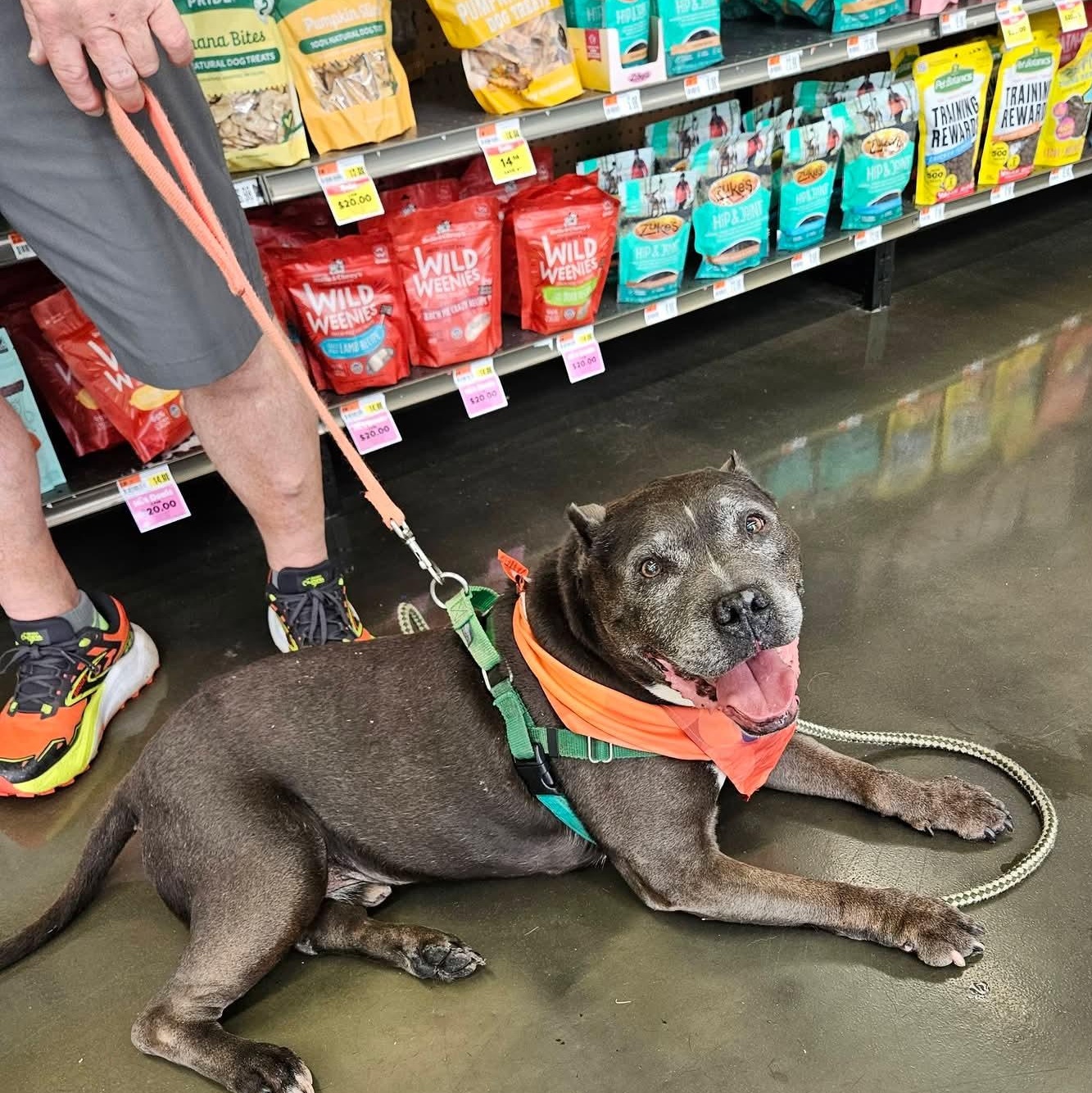 Achilles, ADOPTABLE, Senior Male Pit Bull Terrier.