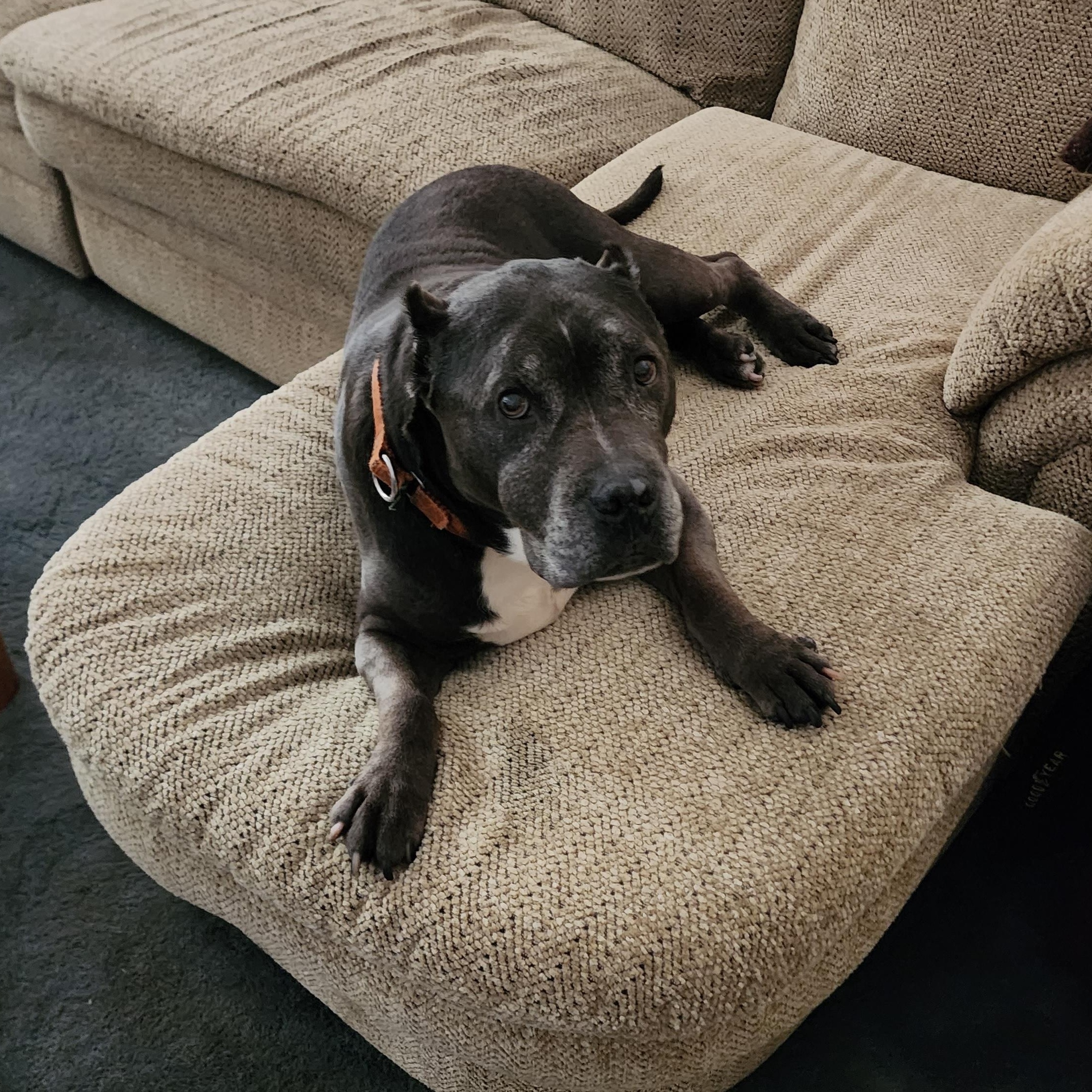Achilles, a ADOPTABLE Pit Bull Terrier in Peotone, IL image 4/5