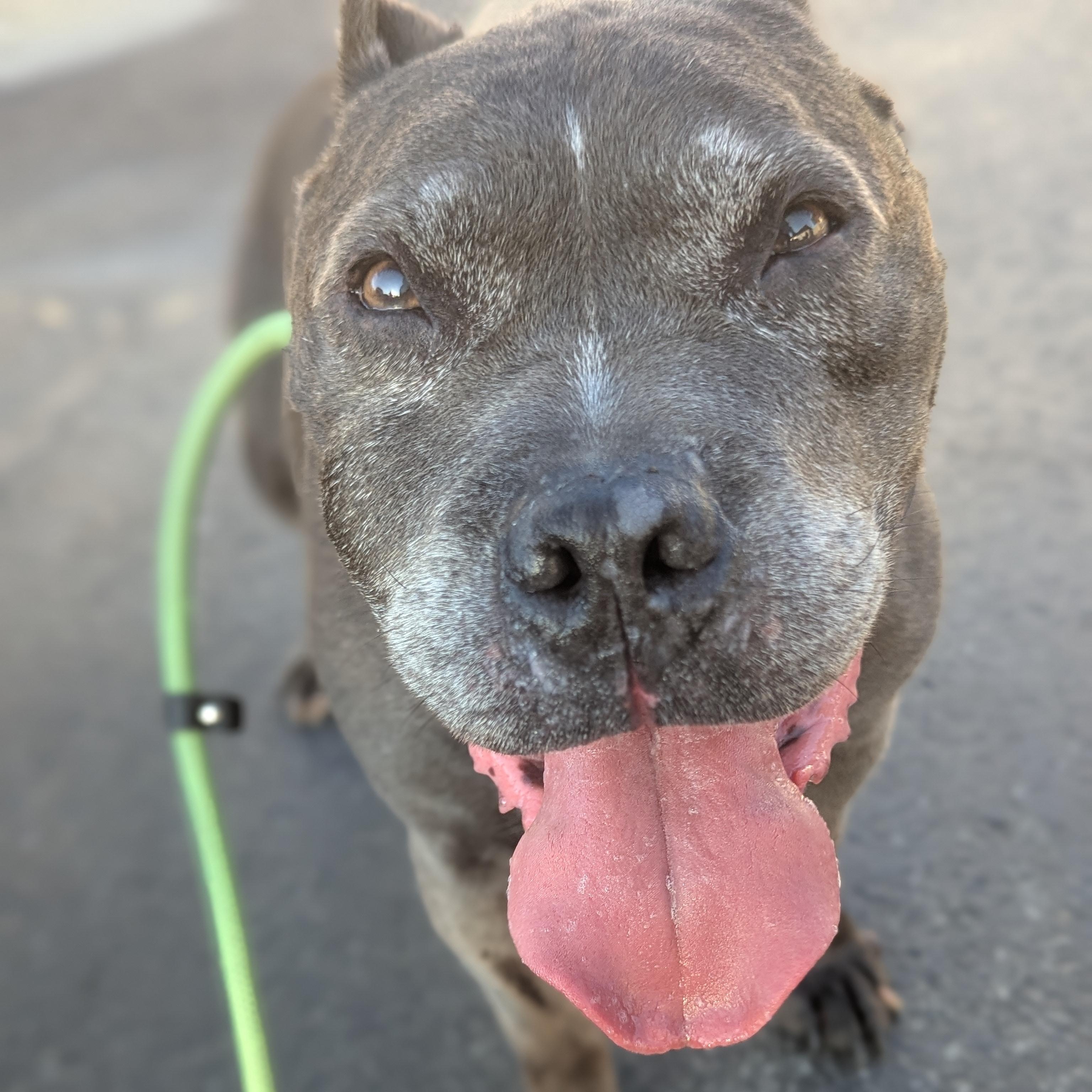 Achilles, a ADOPTABLE Pit Bull Terrier in Peotone, IL image 2/5
