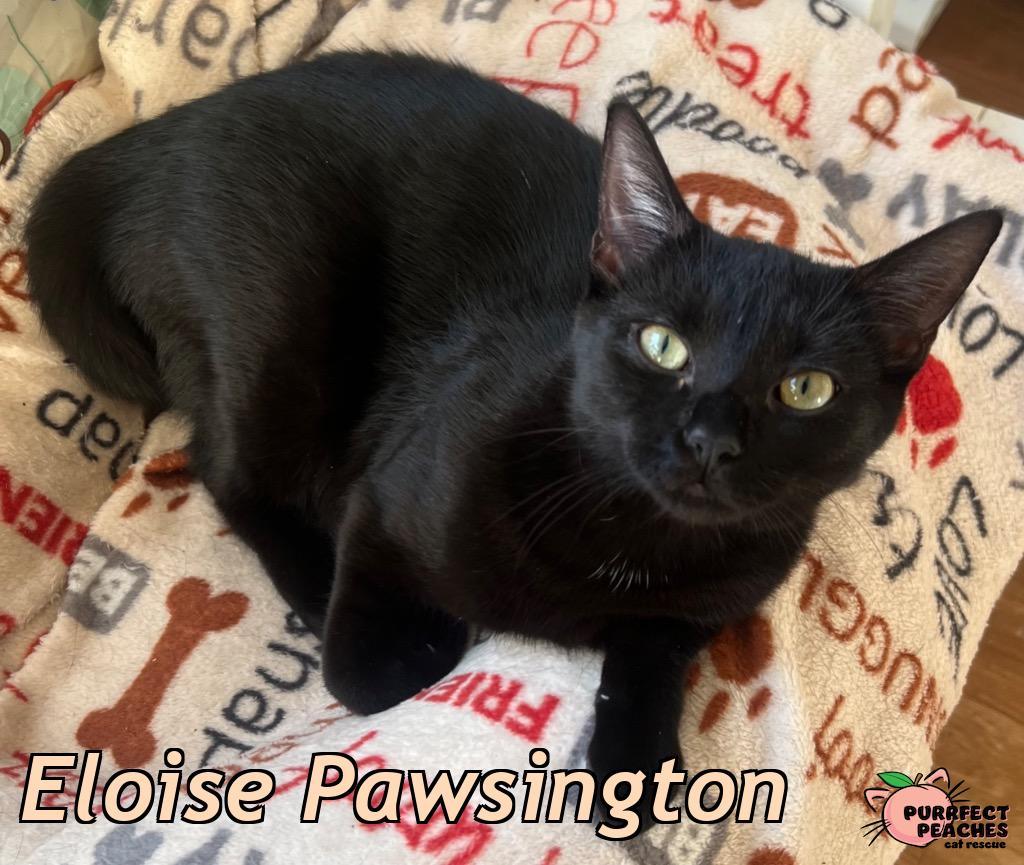 Enlarge Eloise Pawsington, a Adoptable mixed breed in Douglasville, GA image 1/2