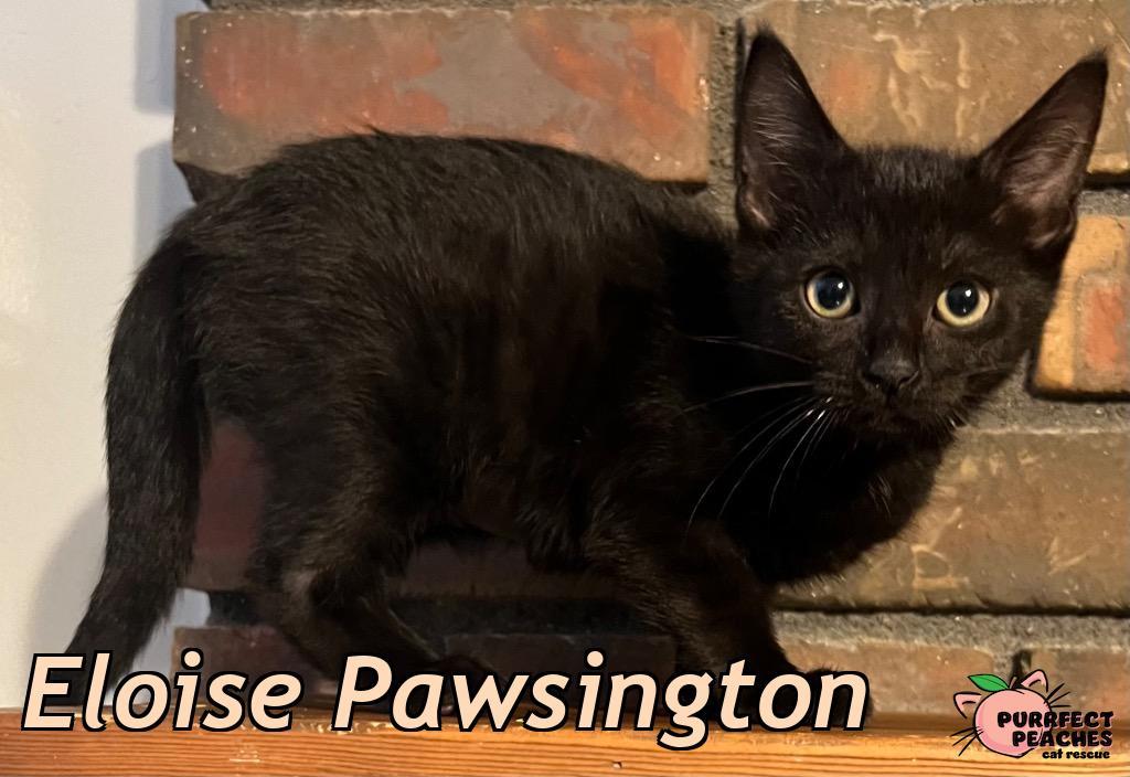 Enlarge Eloise Pawsington, a Adoptable mixed breed in Douglasville, GA image 2/2