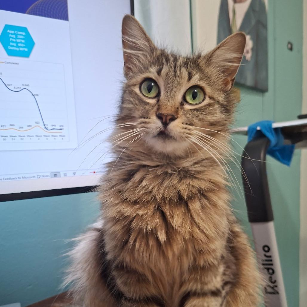 Ayla, a Adoptable Domestic Medium Hair in Spokane, WA image 1/4
