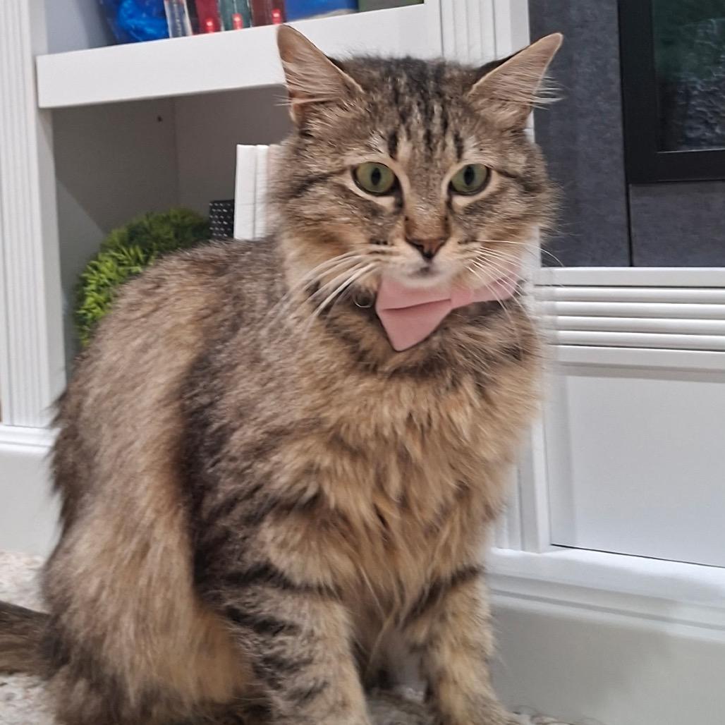 Ayla, a Adoptable Domestic Medium Hair in Spokane, WA image 2/4