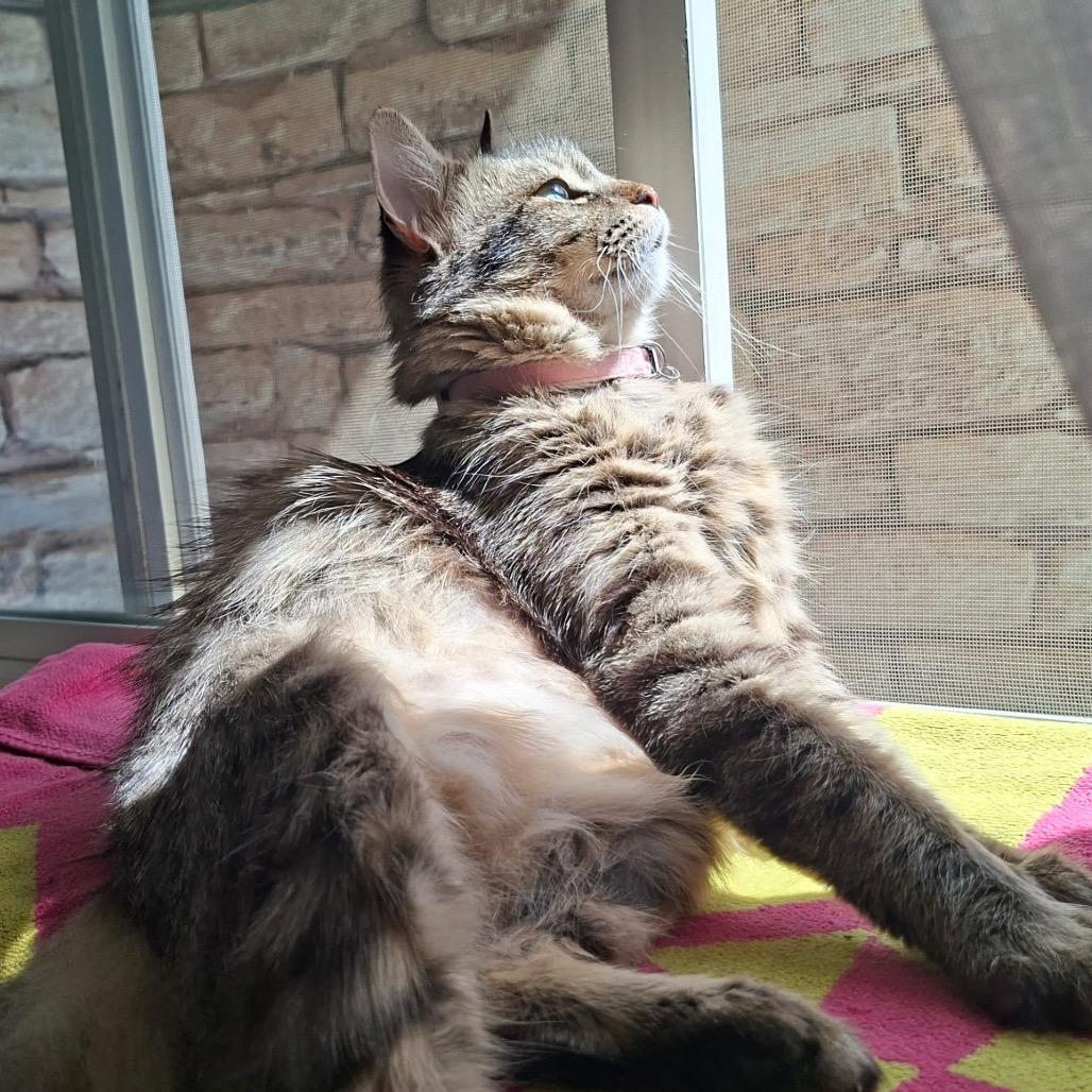 Ayla, a Adoptable Domestic Medium Hair in Spokane, WA image 3/4