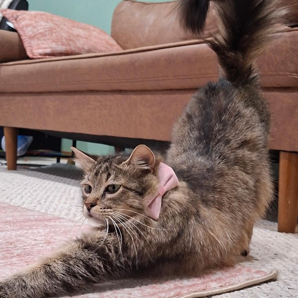 Ayla, a Adoptable Domestic Medium Hair in Spokane, WA image 4/4