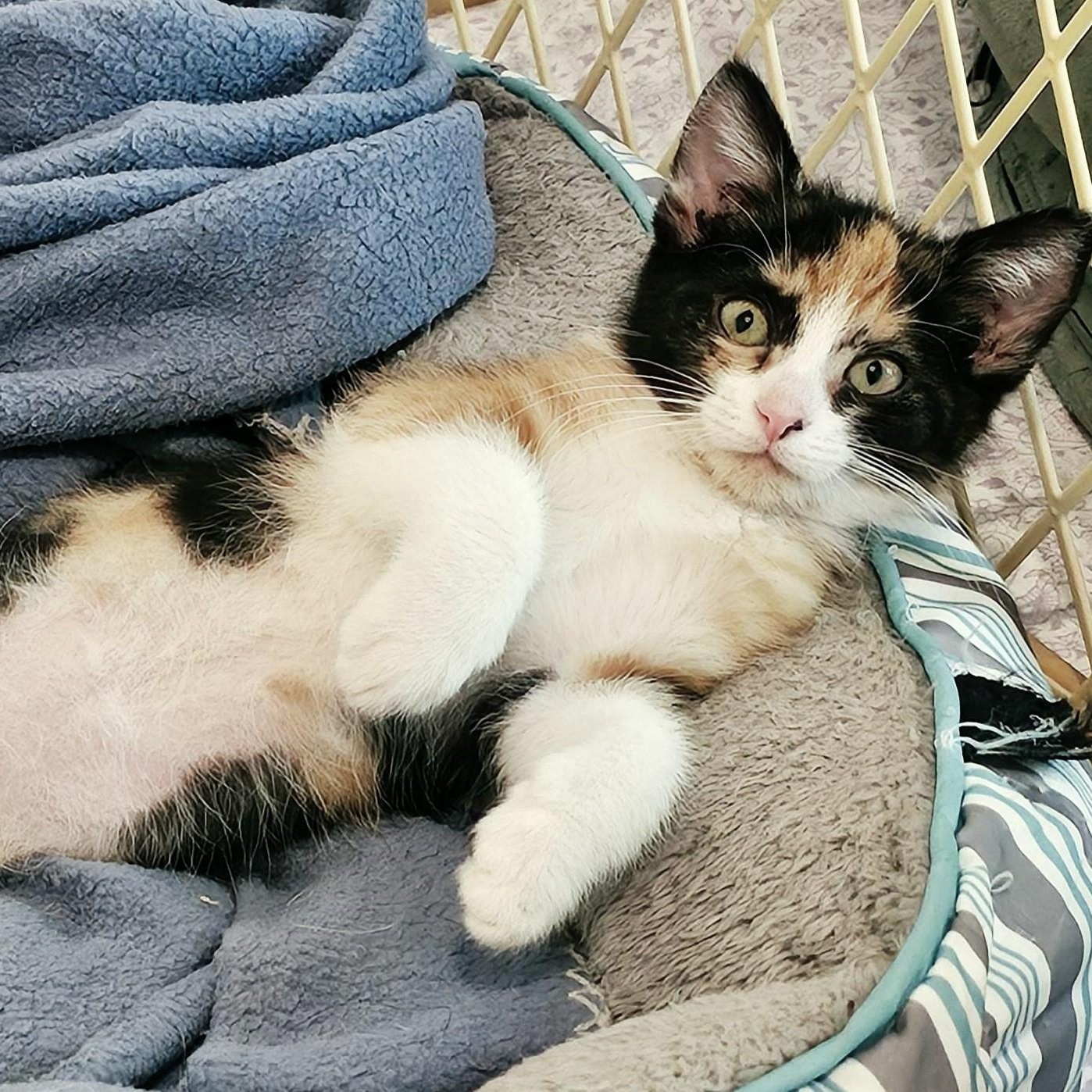 Rosie - Super Cute Calico, ADOPTABLE, Kitten Female Calico.